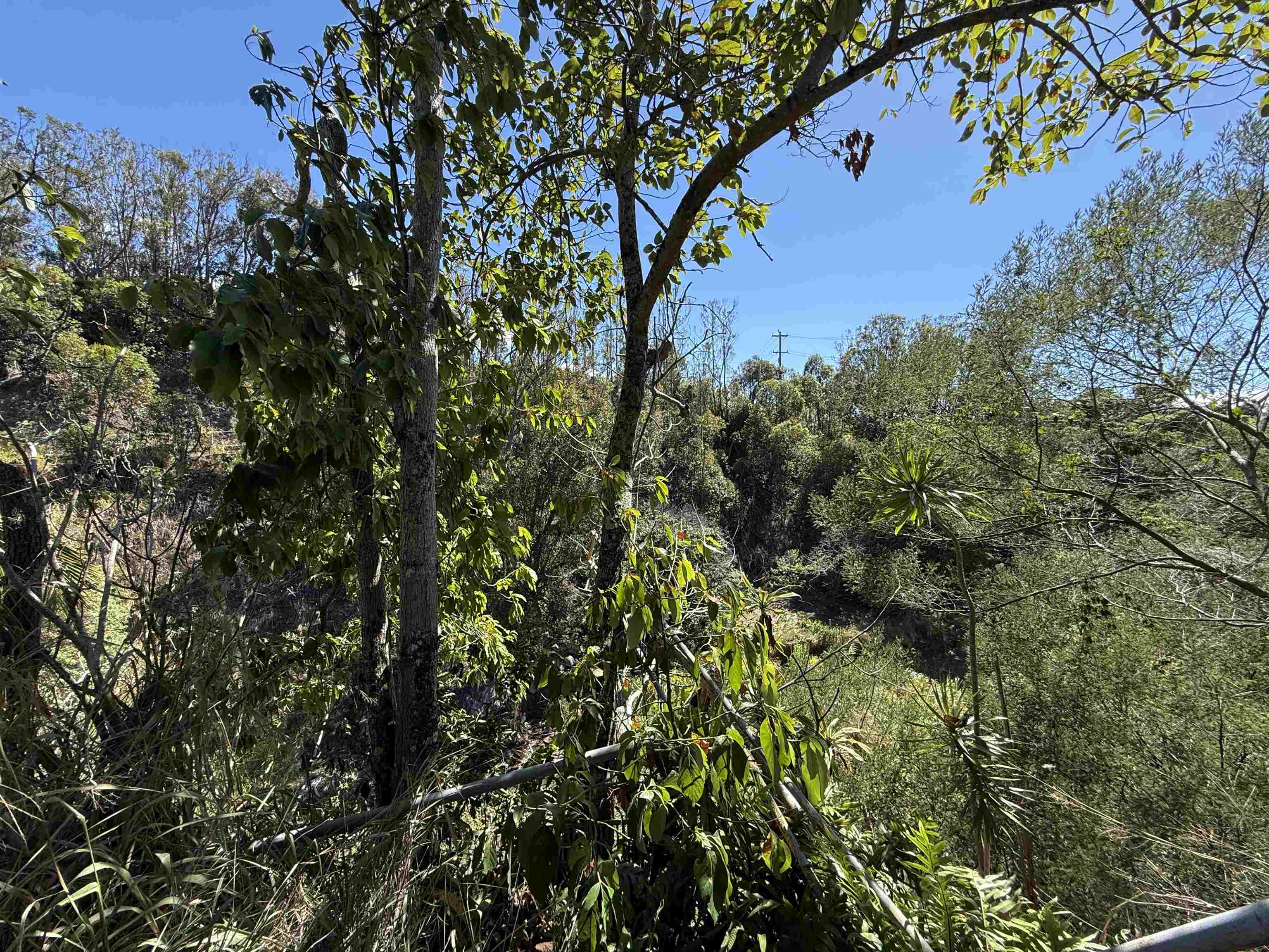 1669  Makawao Ave , Makawao/Olinda/Haliimaile home - photo 2 of 2