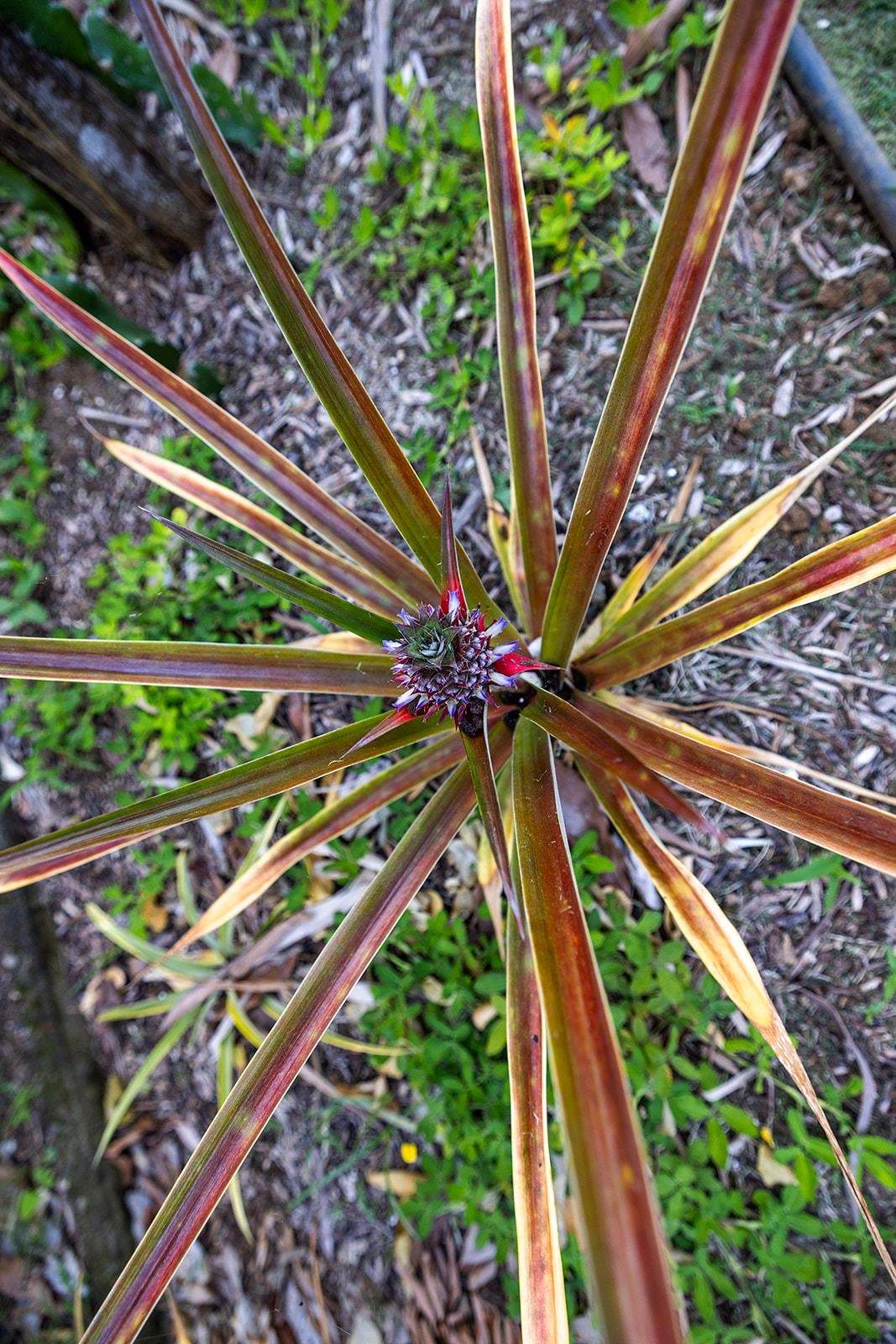 1697  Haiku Rd , Haiku home - photo 34 of 48