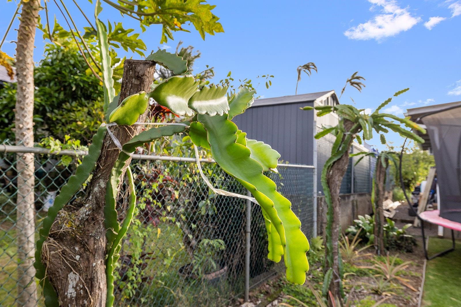 1697  Haiku Rd , Haiku home - photo 36 of 48