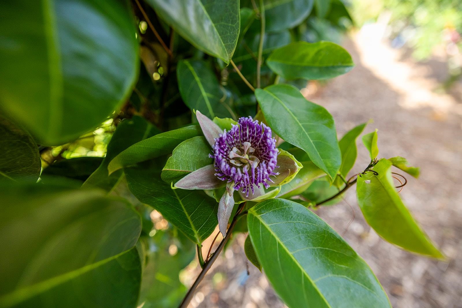 1697  Haiku Rd , Haiku home - photo 41 of 48