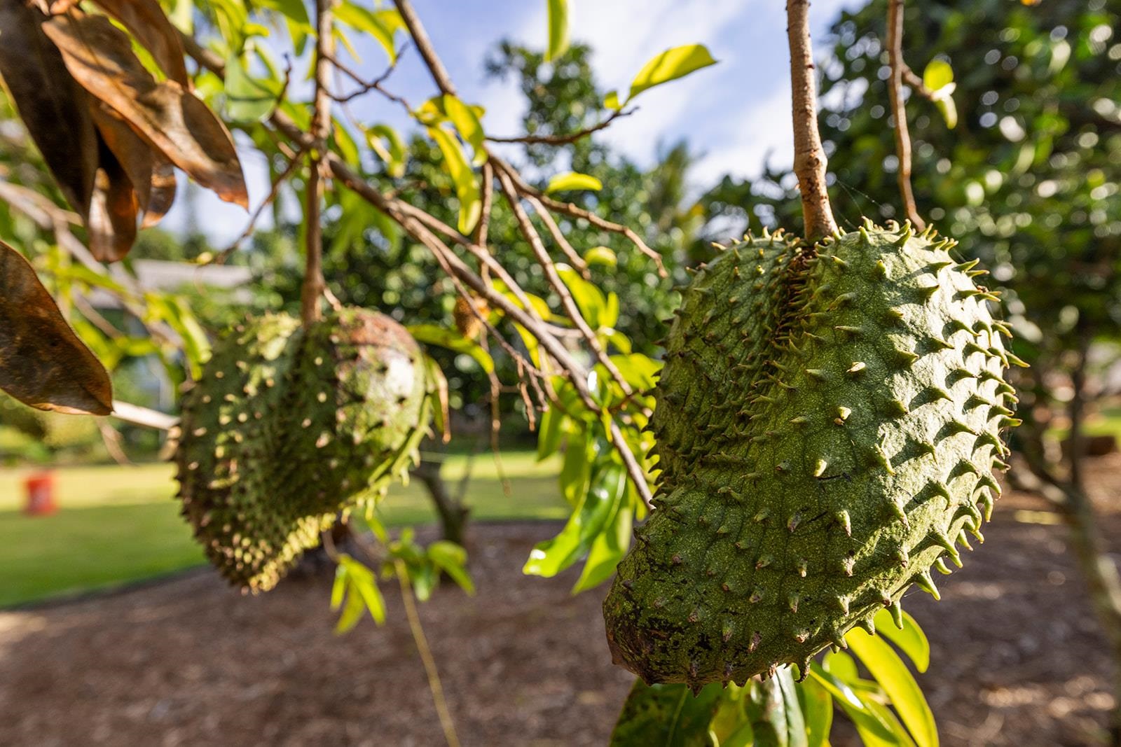 1697  Haiku Rd , Haiku home - photo 43 of 48