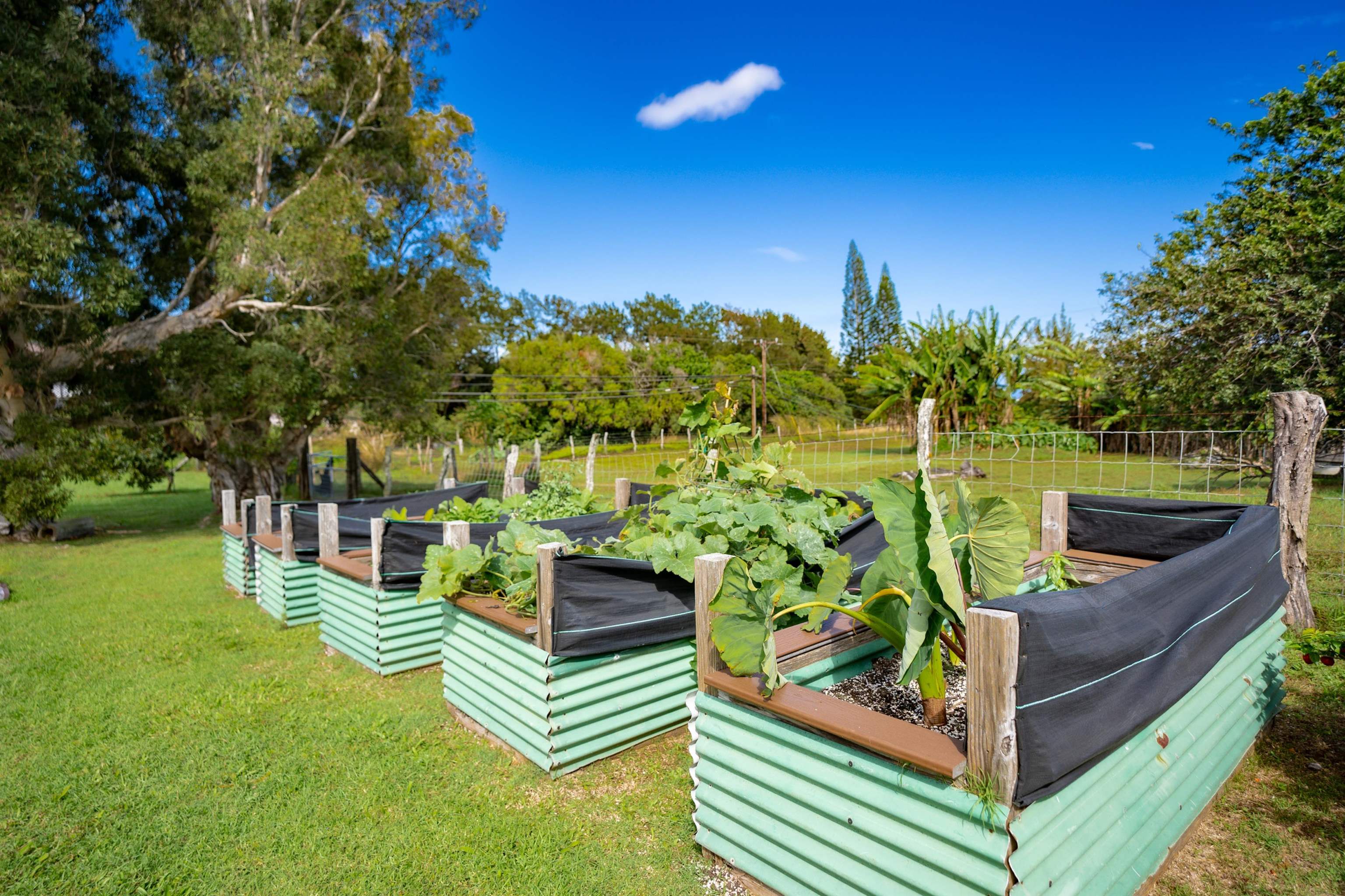 1699  Kaupakalua Rd , Haiku home - photo 37 of 41