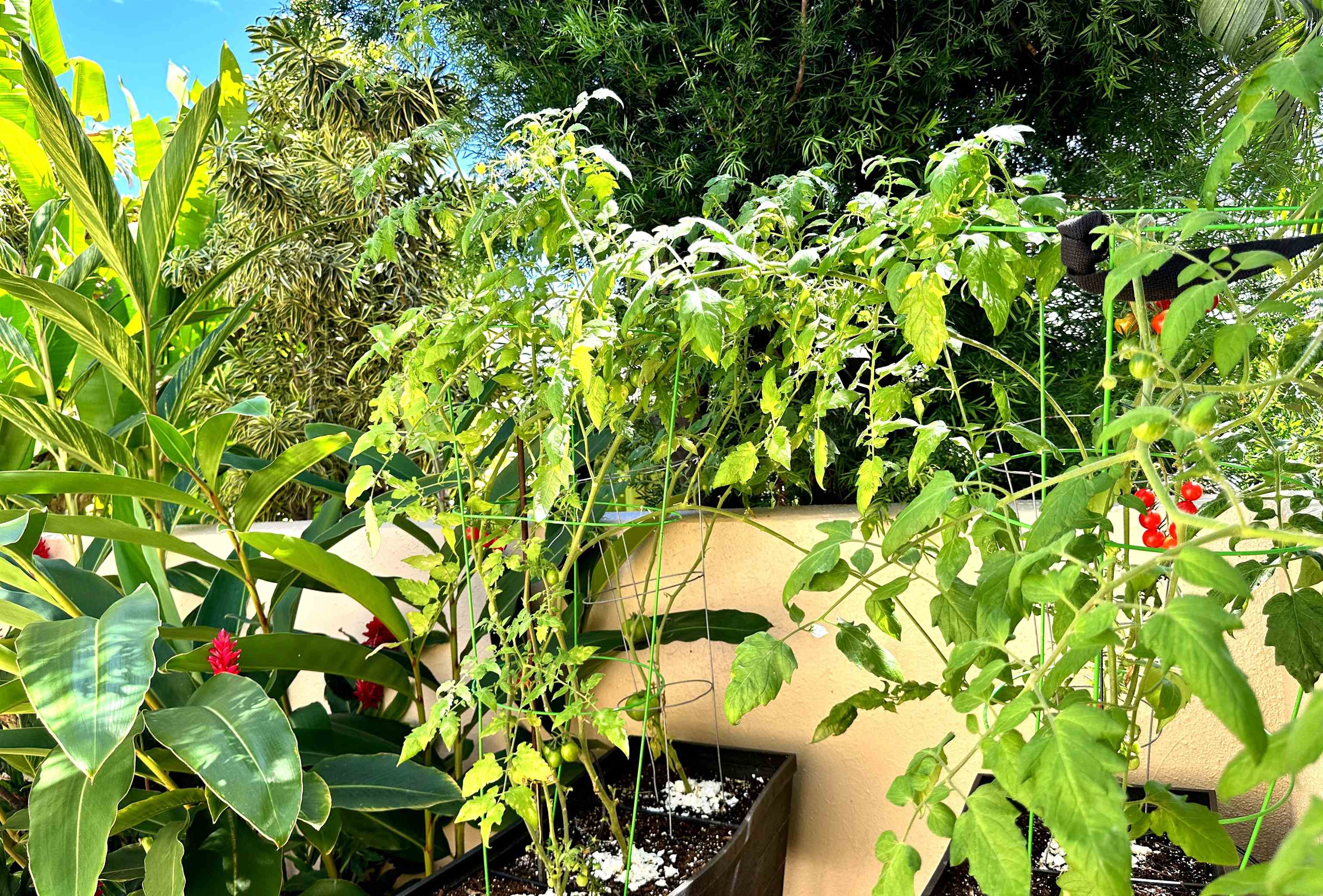 178  Alaula Pl Wailea Kialoa, Wailea/Makena home - photo 38 of 41