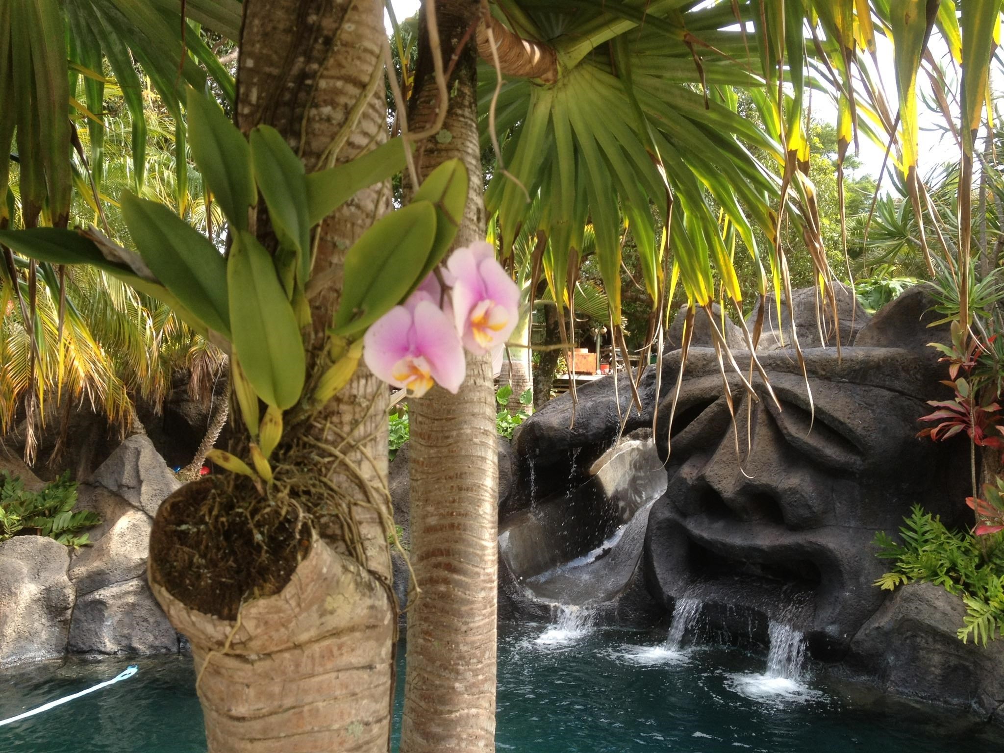 1780  Kauhikoa Rd Kauhikoa, Haiku home - photo 4 of 50