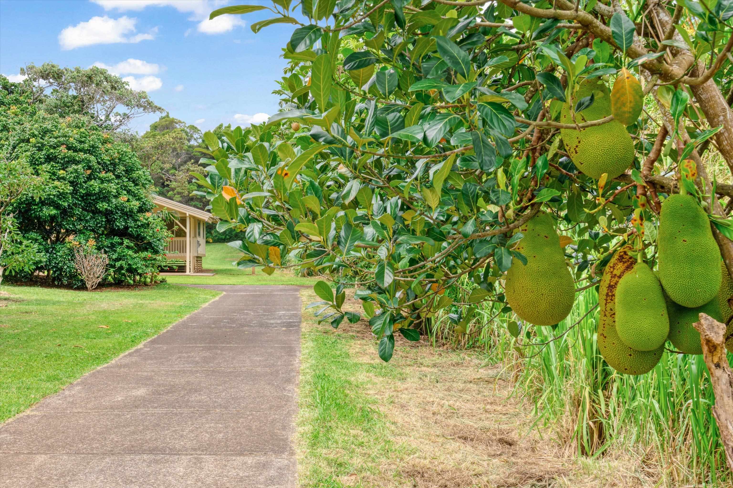 1784  Kuiaha Rd Kuiaha- Pauwela, Haiku home - photo 2 of 27