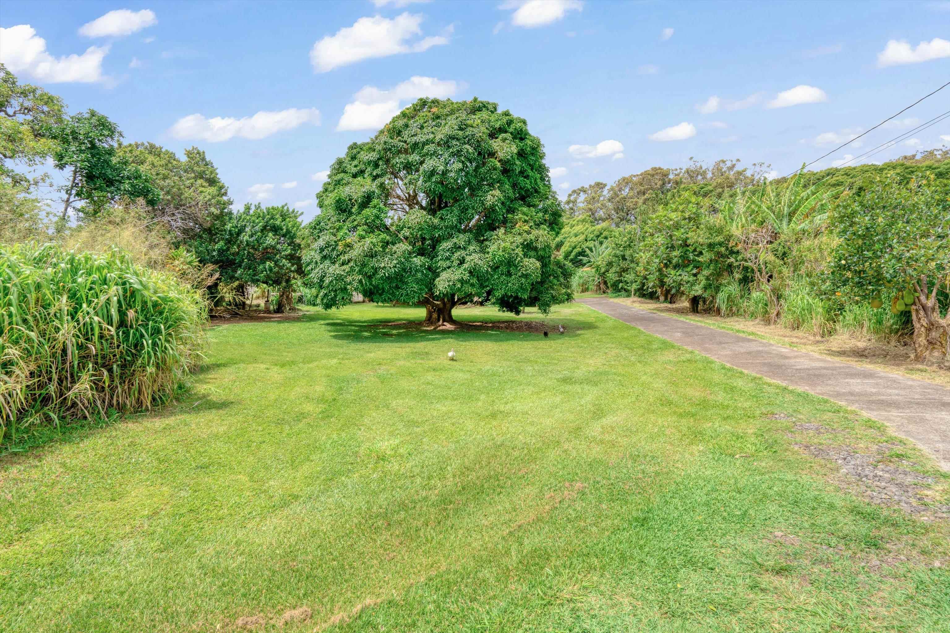1784  Kuiaha Rd Kuiaha- Pauwela, Haiku home - photo 3 of 27