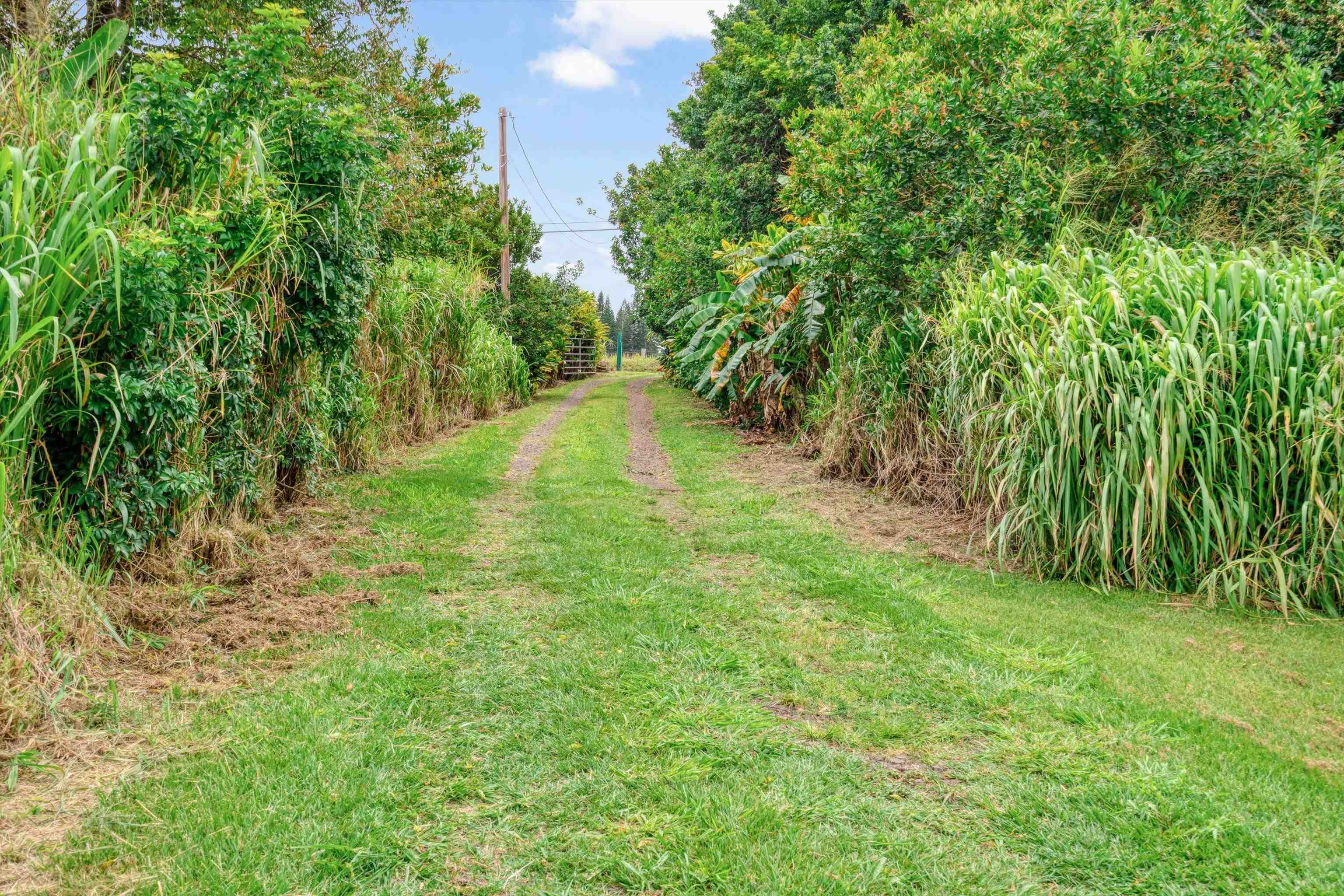 1784  Kuiaha Rd Kuiaha- Pauwela, Haiku home - photo 5 of 27
