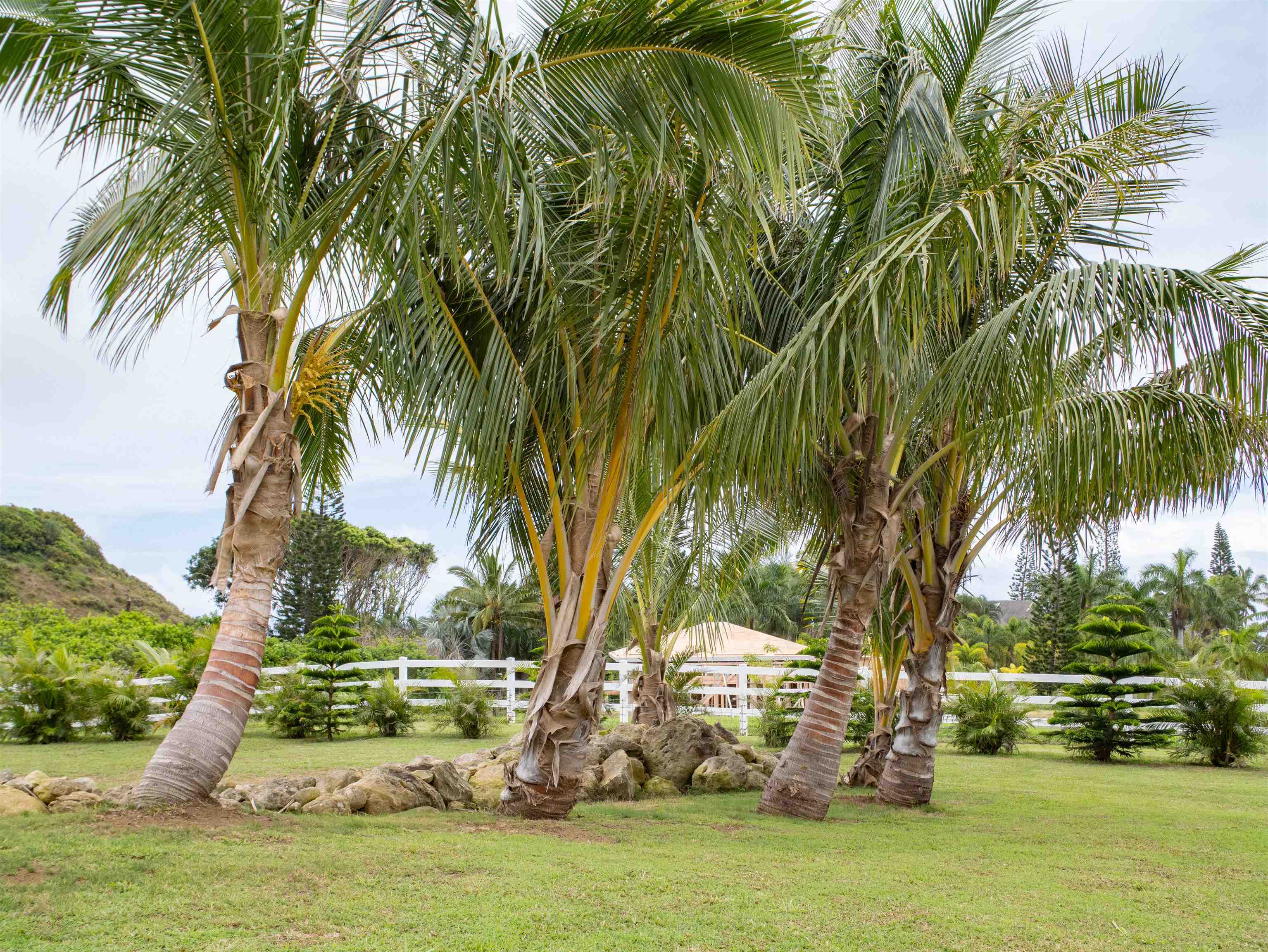 18  Lahaole Pl Maluhia Country Ranches, Wailuku home - photo 49 of 50