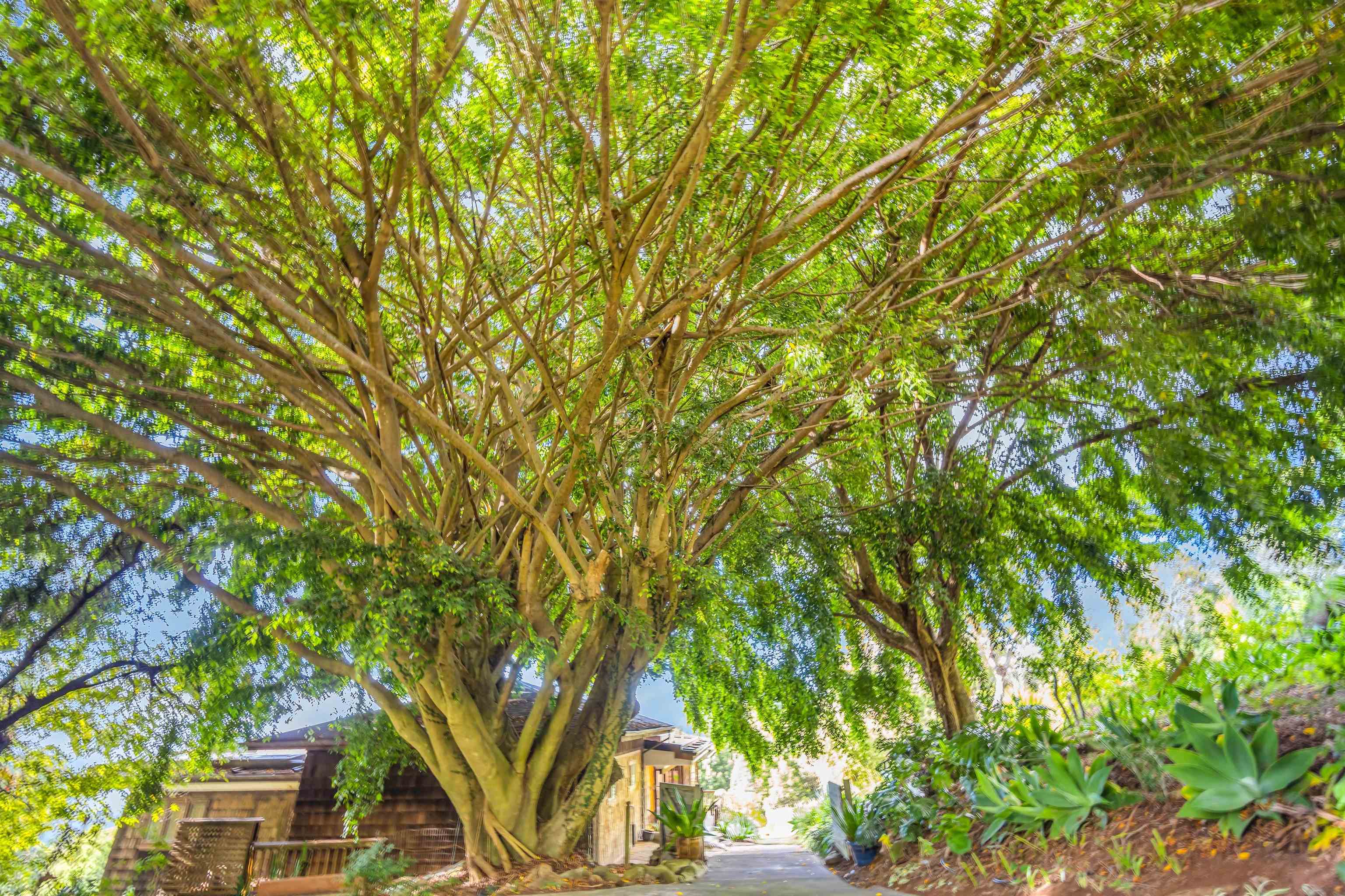 1854  Olinda Rd Olinda, Makawao/Olinda/Haliimaile home - photo 25 of 26