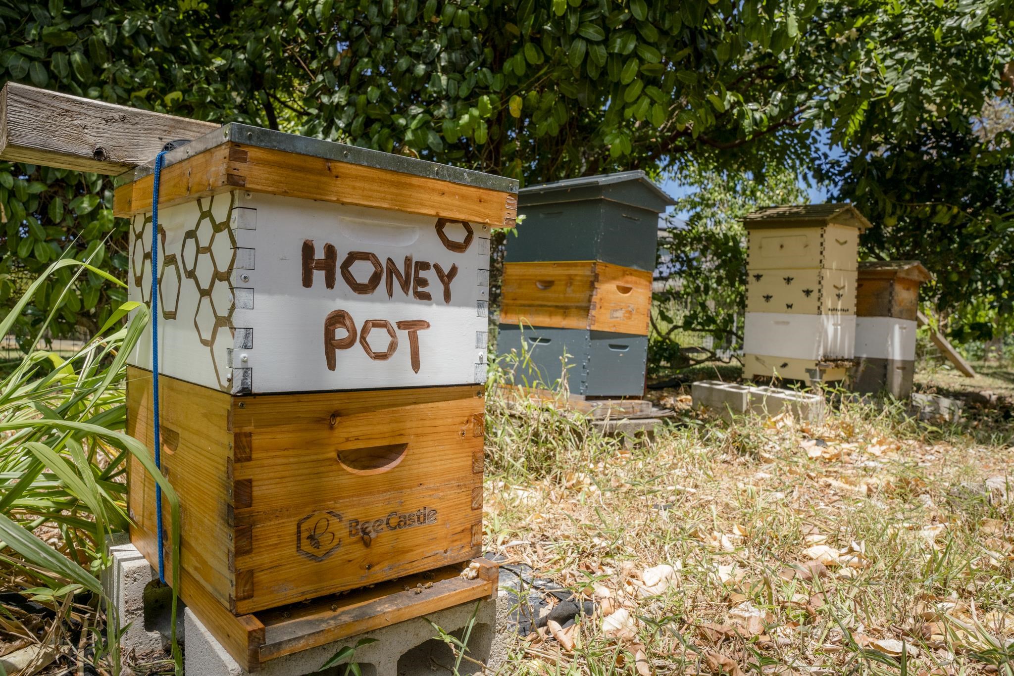 1865  Kalia Way , Haiku home - photo 41 of 50