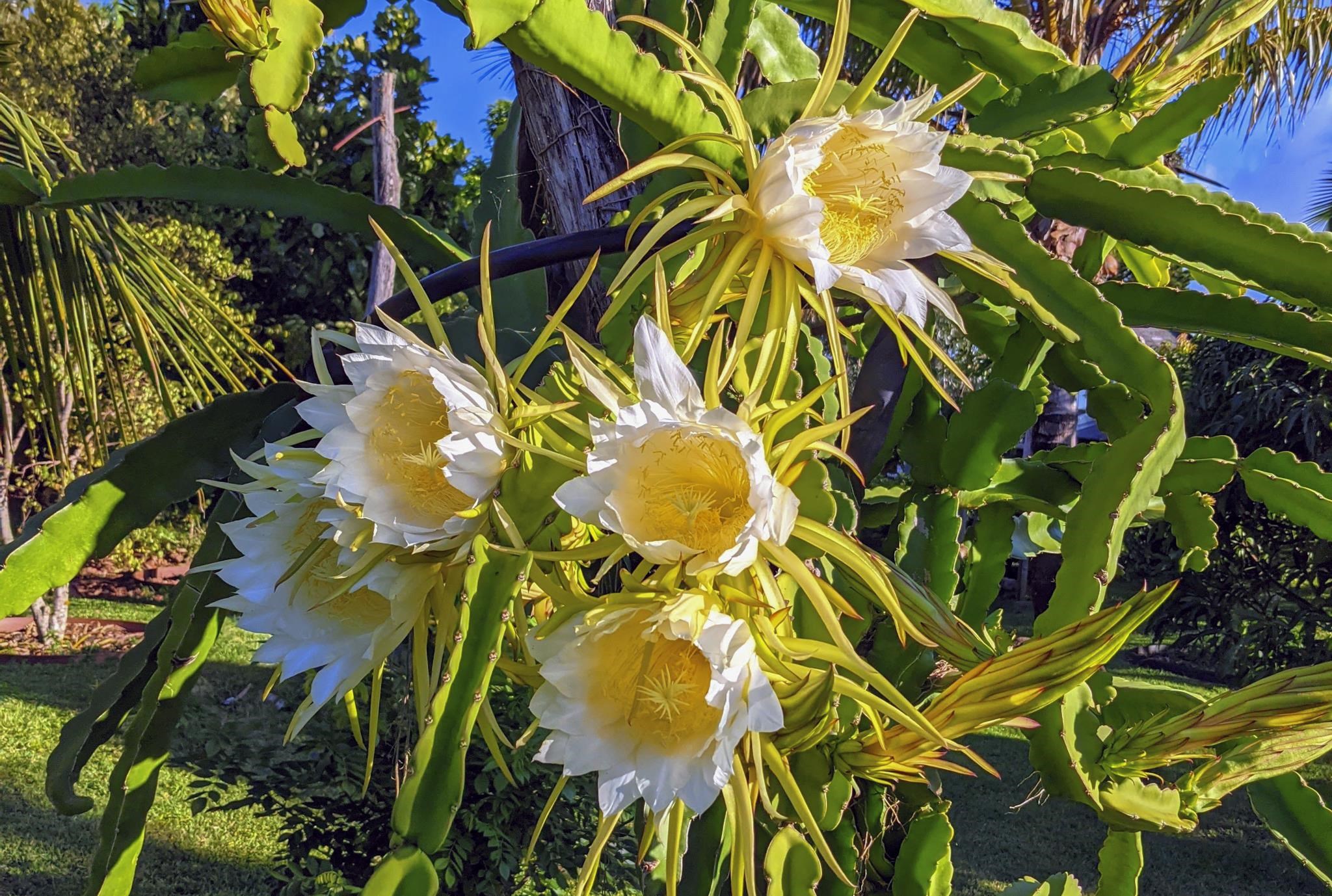 1865  Kalia Way , Haiku home - photo 42 of 50