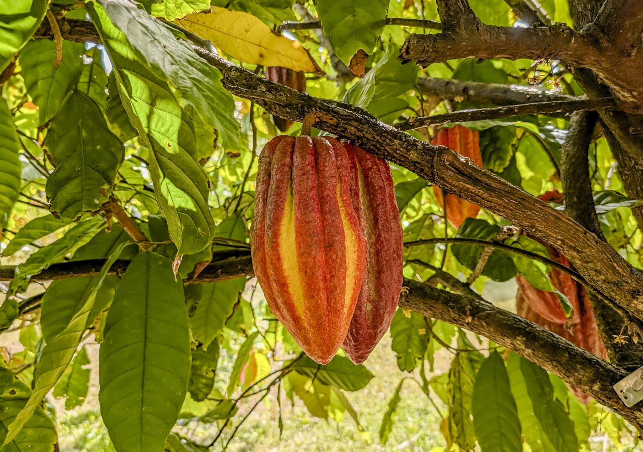 1865  Kalia Way , Haiku home - photo 43 of 50