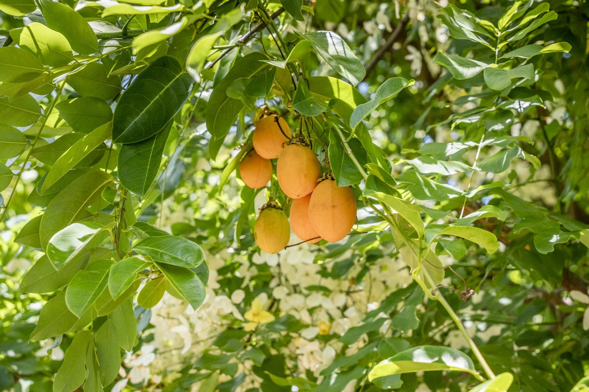 1865  Kalia Way , Haiku home - photo 46 of 50