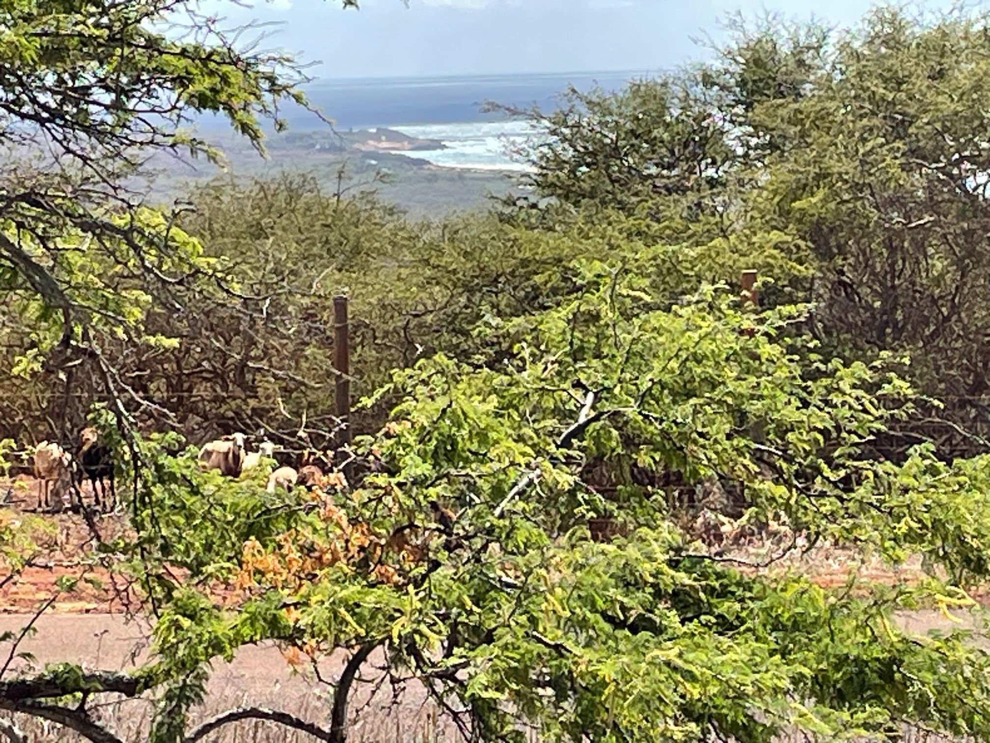 188 Kaula Rd 54 Maunaloa, Hi vacant land for sale - photo 3 of 4