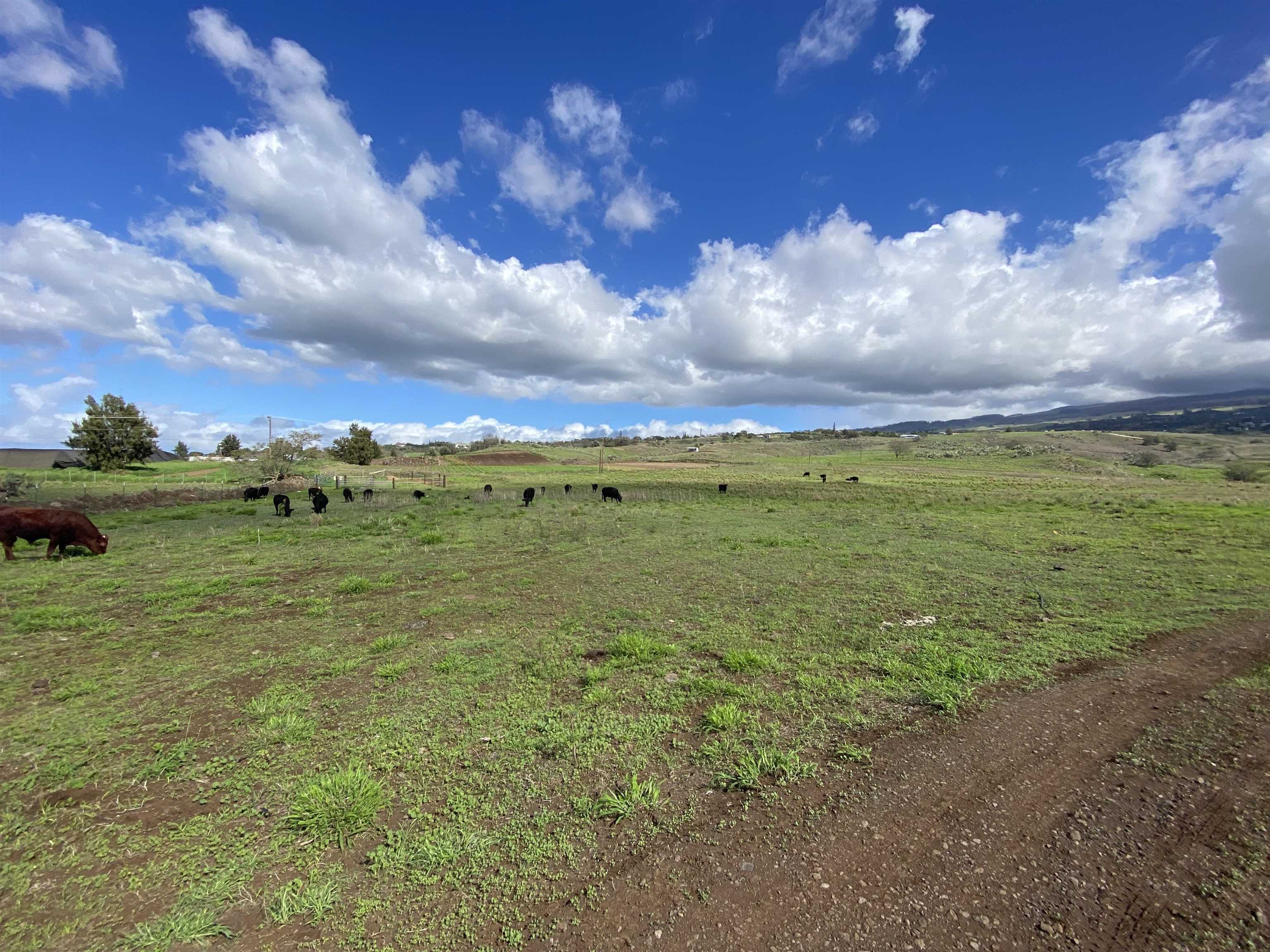 1900 Pulehu Rd  Kula, Hi vacant land for sale - photo 5 of 28