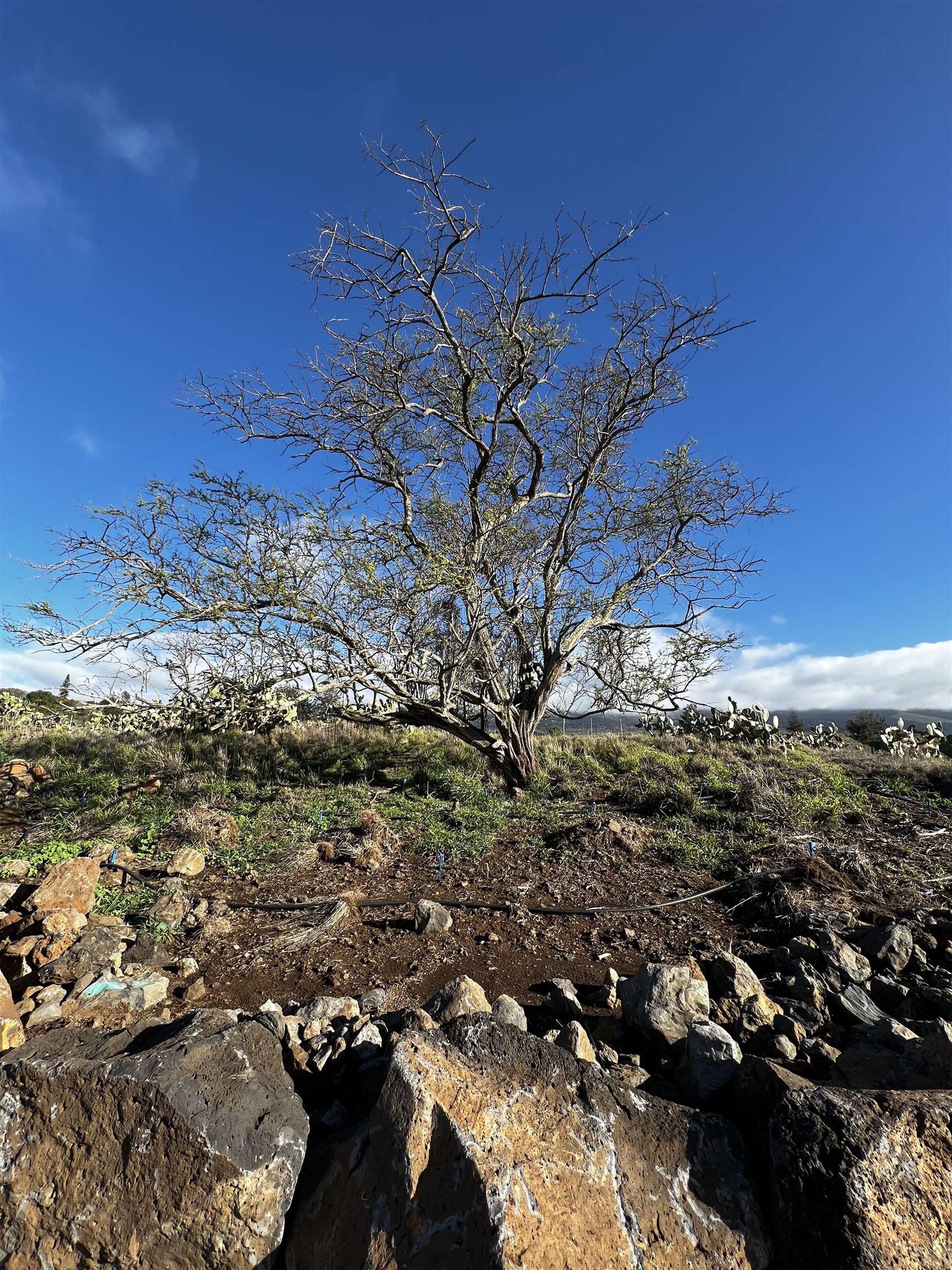 1900 Pulehu Rd  Kula, Hi vacant land for sale - photo 7 of 28