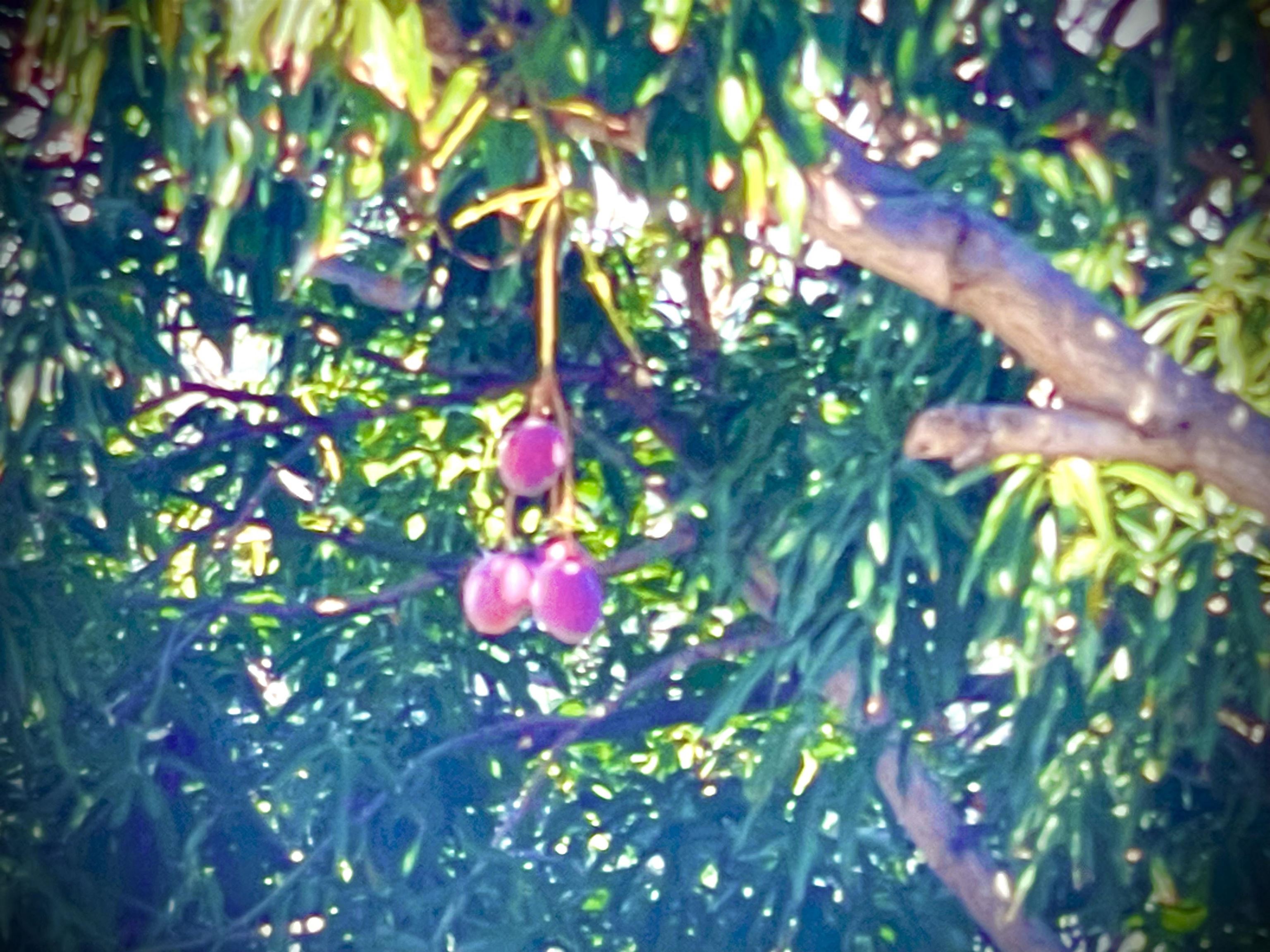 193  Church St , Wailuku home - photo 47 of 50