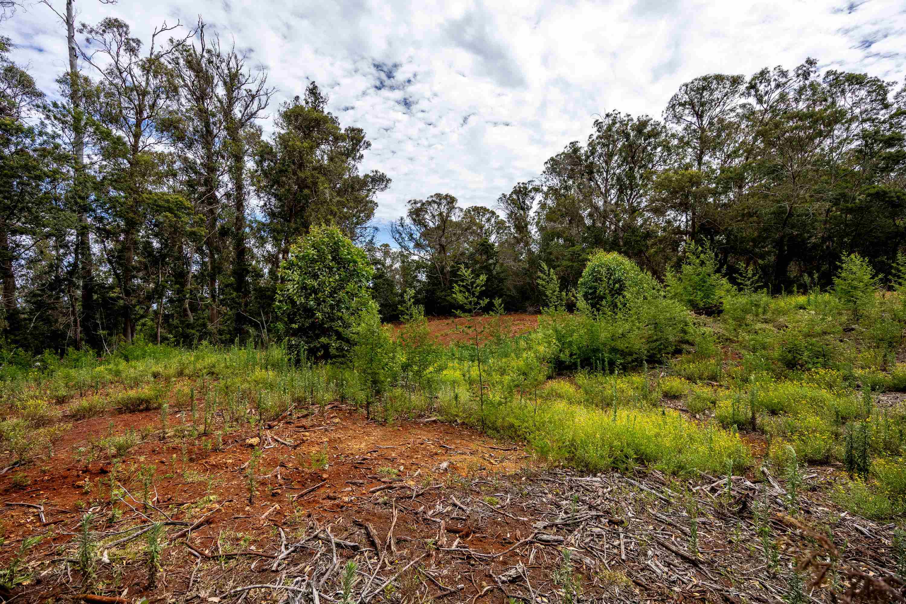 1939 B Piiholo Rd B Makawao, Hi vacant land for sale - photo 13 of 37