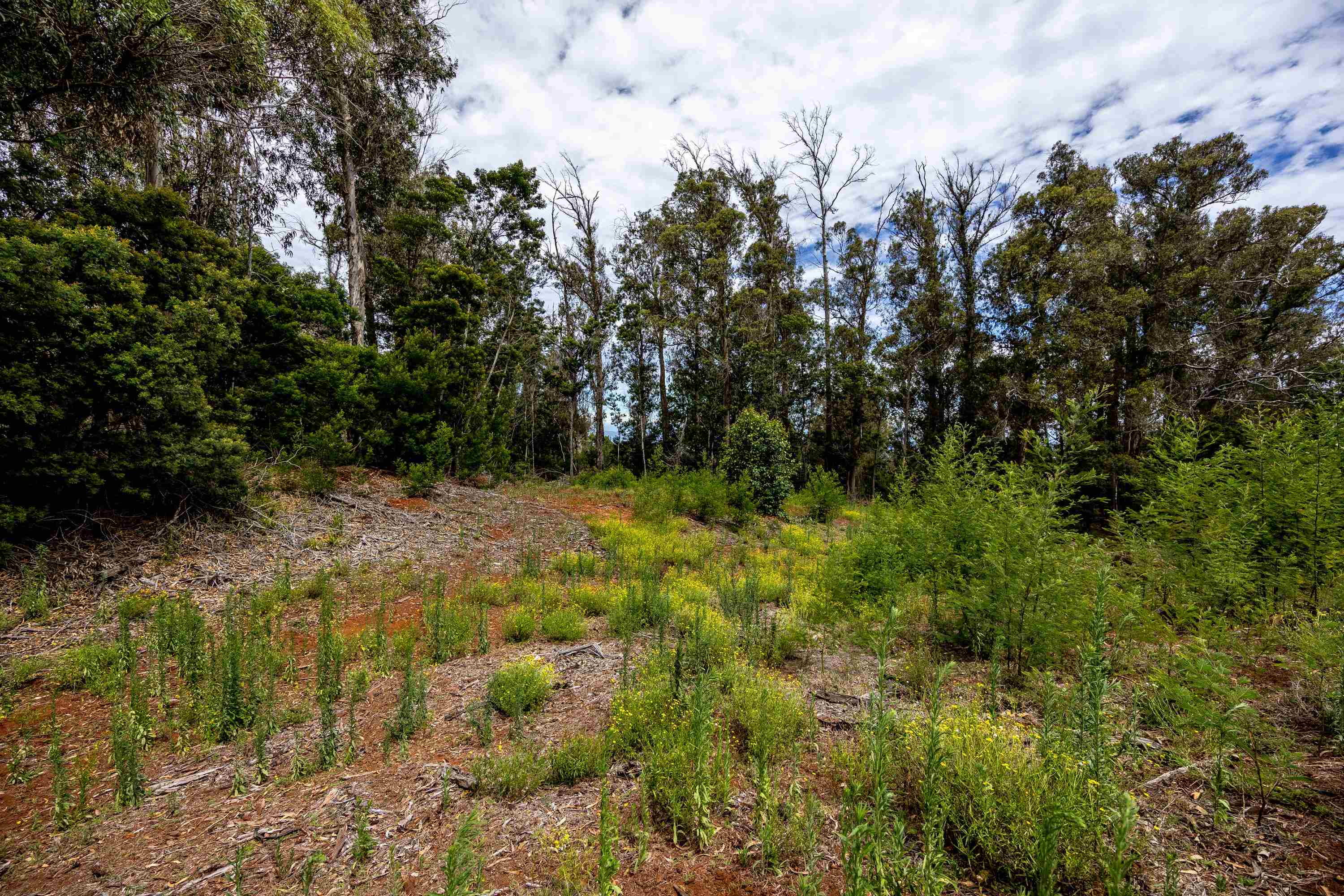 1939 B Piiholo Rd B Makawao, Hi vacant land for sale - photo 14 of 37