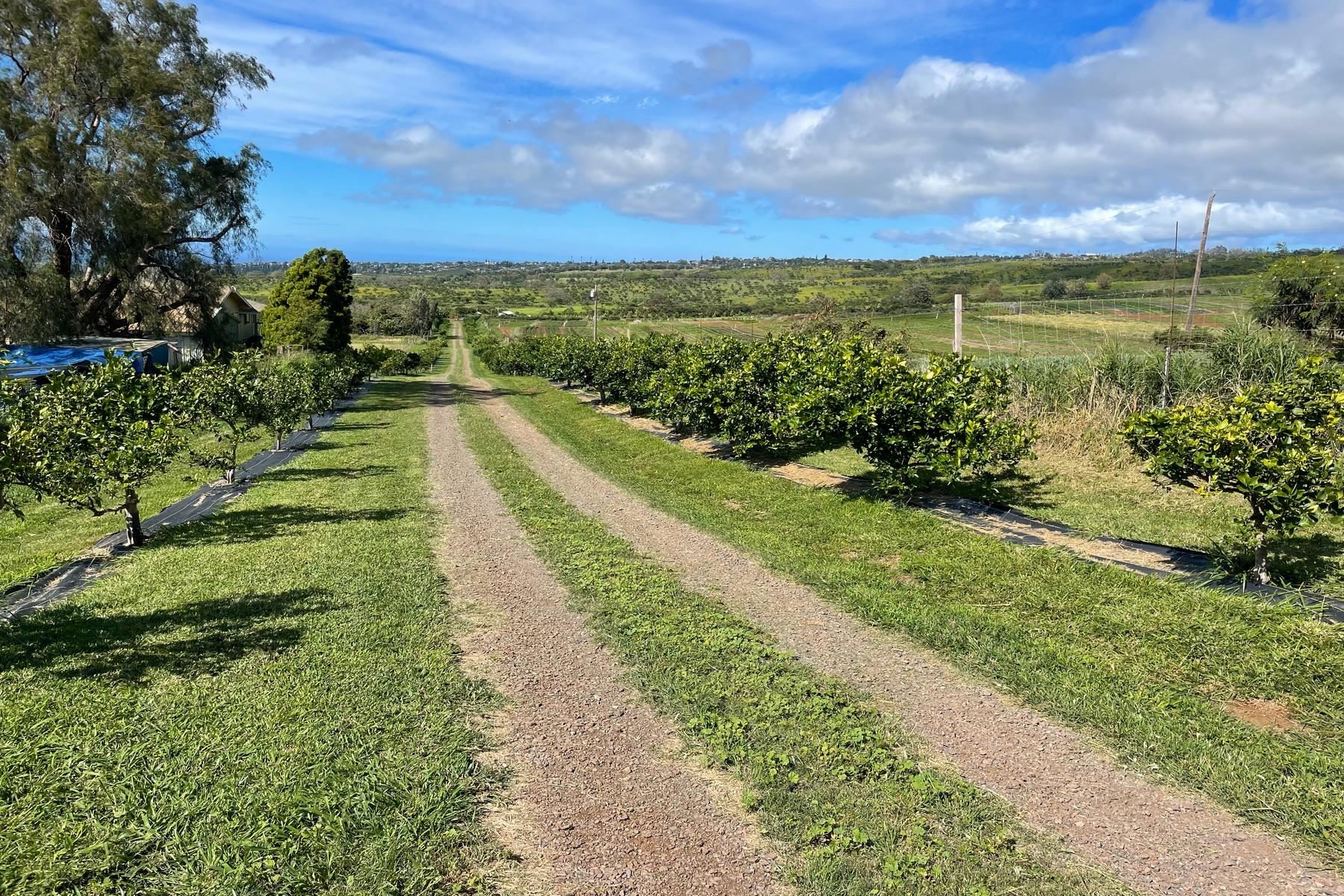 1990 Omaopio Rd Kula, Hi 96790 Land Pending