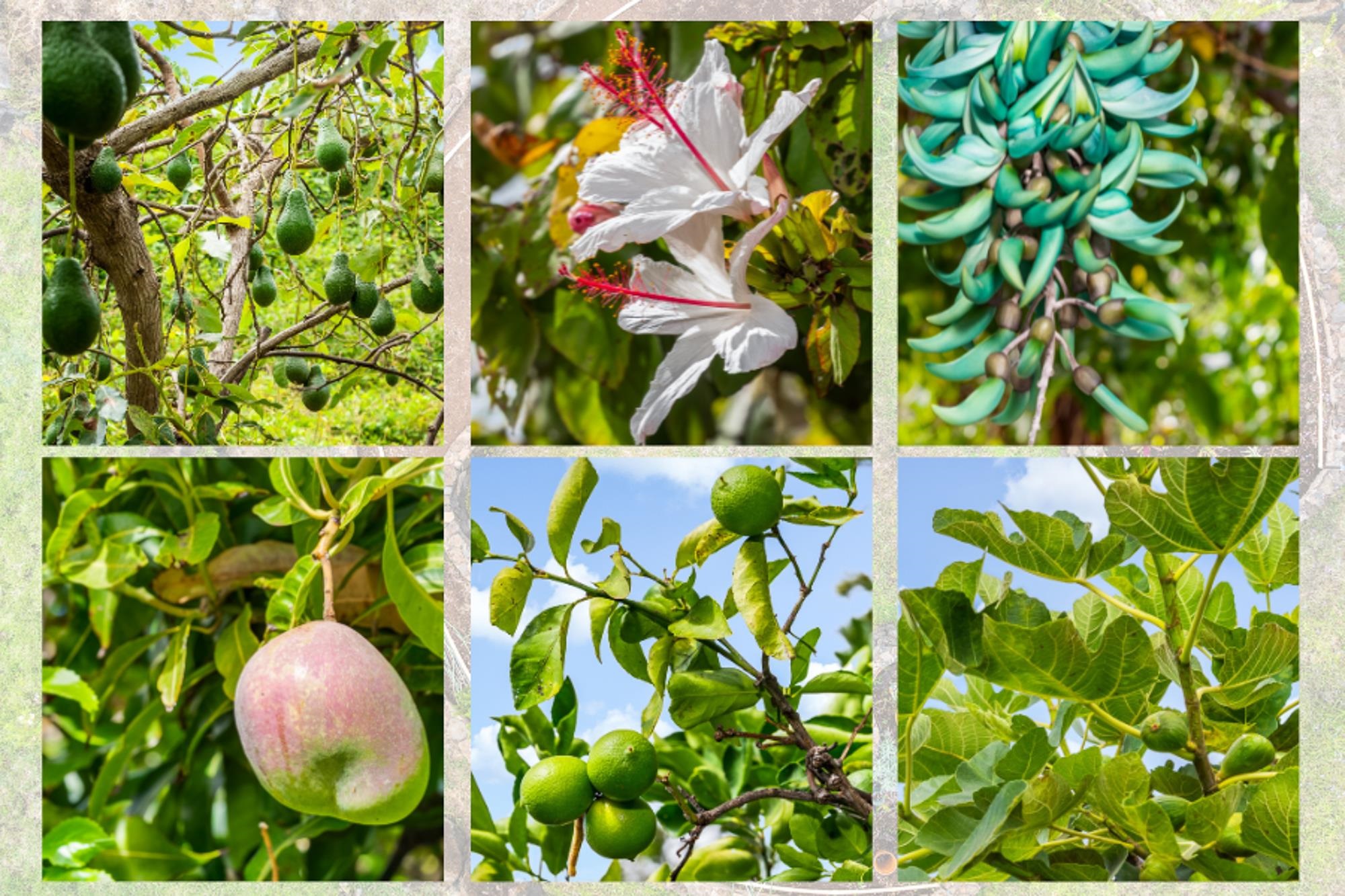 20  Pea Pl Kula Glen, Kula/Ulupalakua/Kanaio home - photo 39 of 49