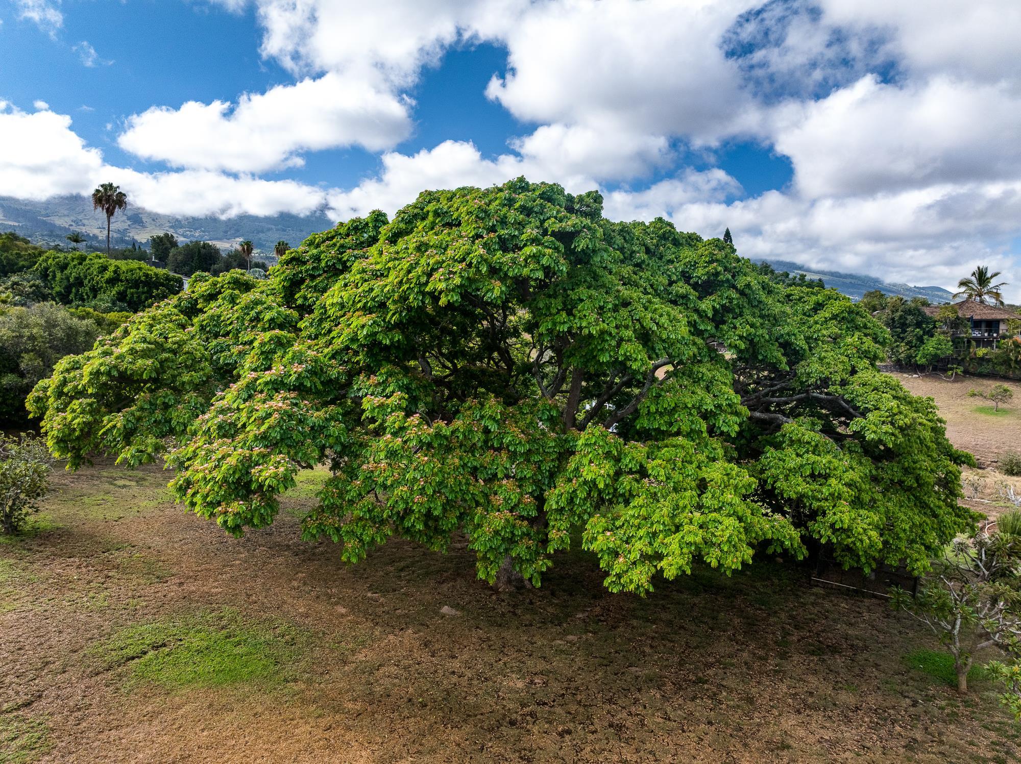 20  Pea Pl Kula Glen, Kula/Ulupalakua/Kanaio home - photo 43 of 49