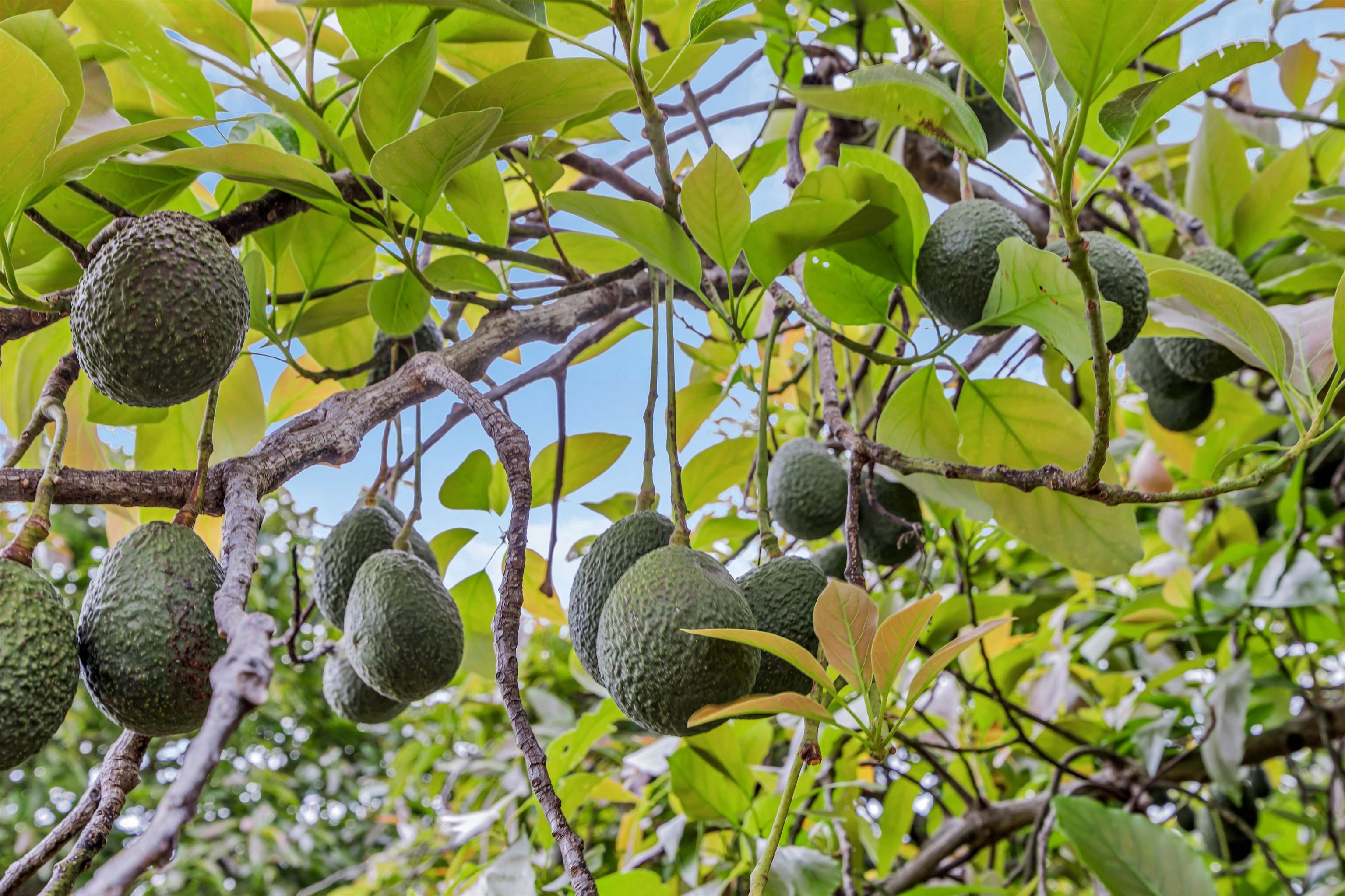 200  Hoopalua Dr Kula 200, Pukalani home - photo 43 of 50