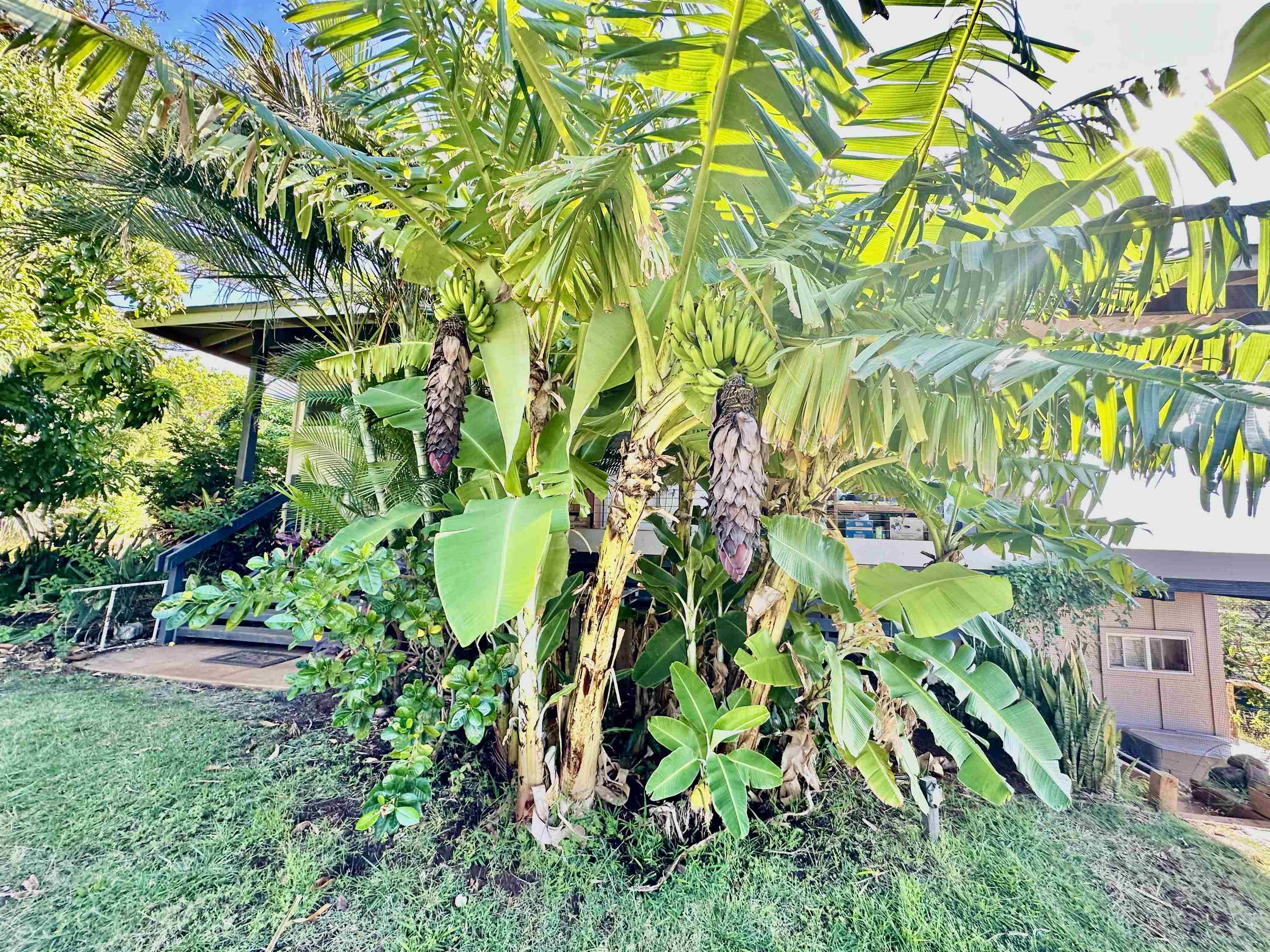 200  Waiokama Pl Kawela, Molokai home - photo 40 of 50