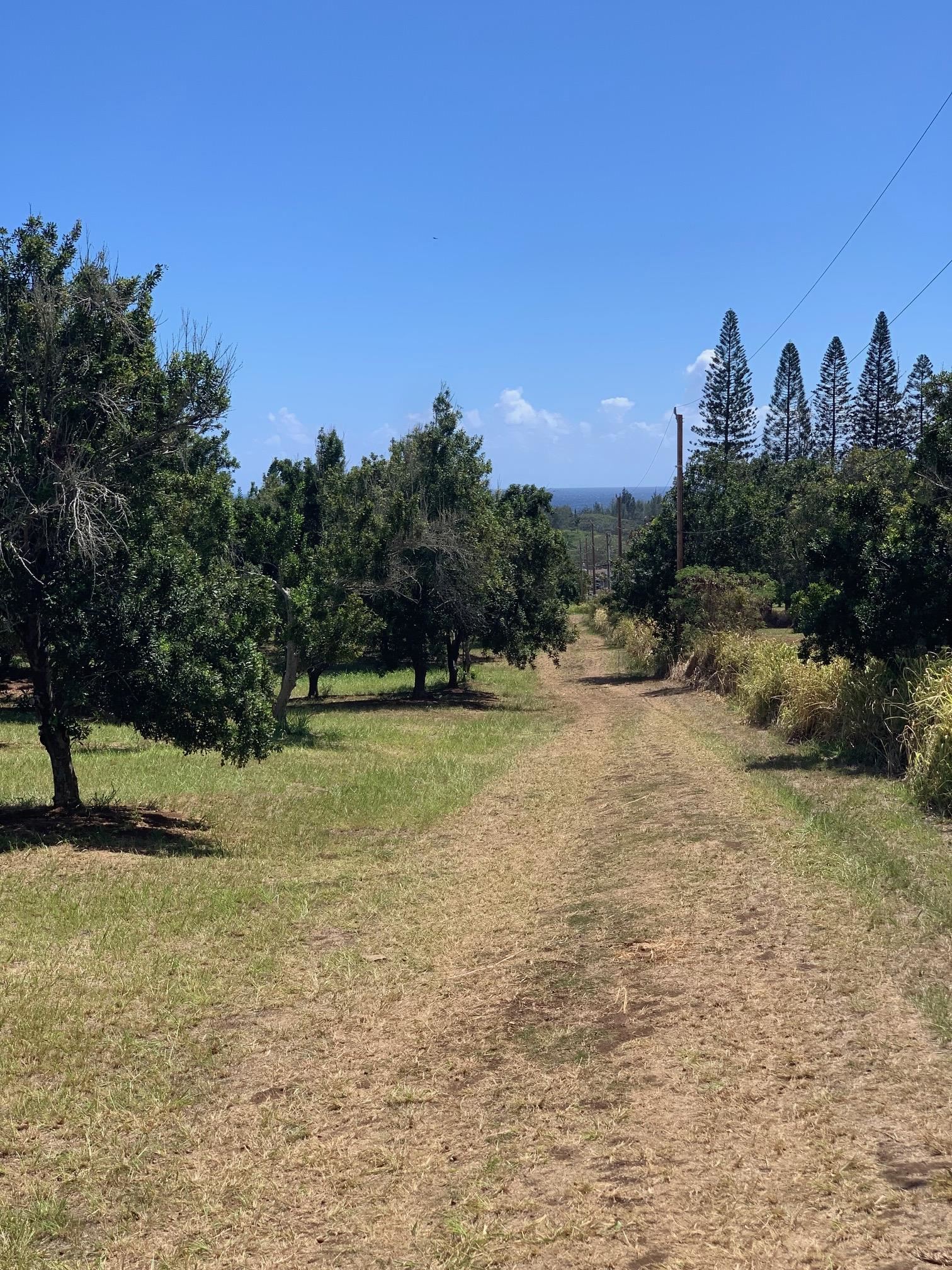 201 Heahea Pl 12 Wailuku, Hi vacant land for sale - photo 4 of 13