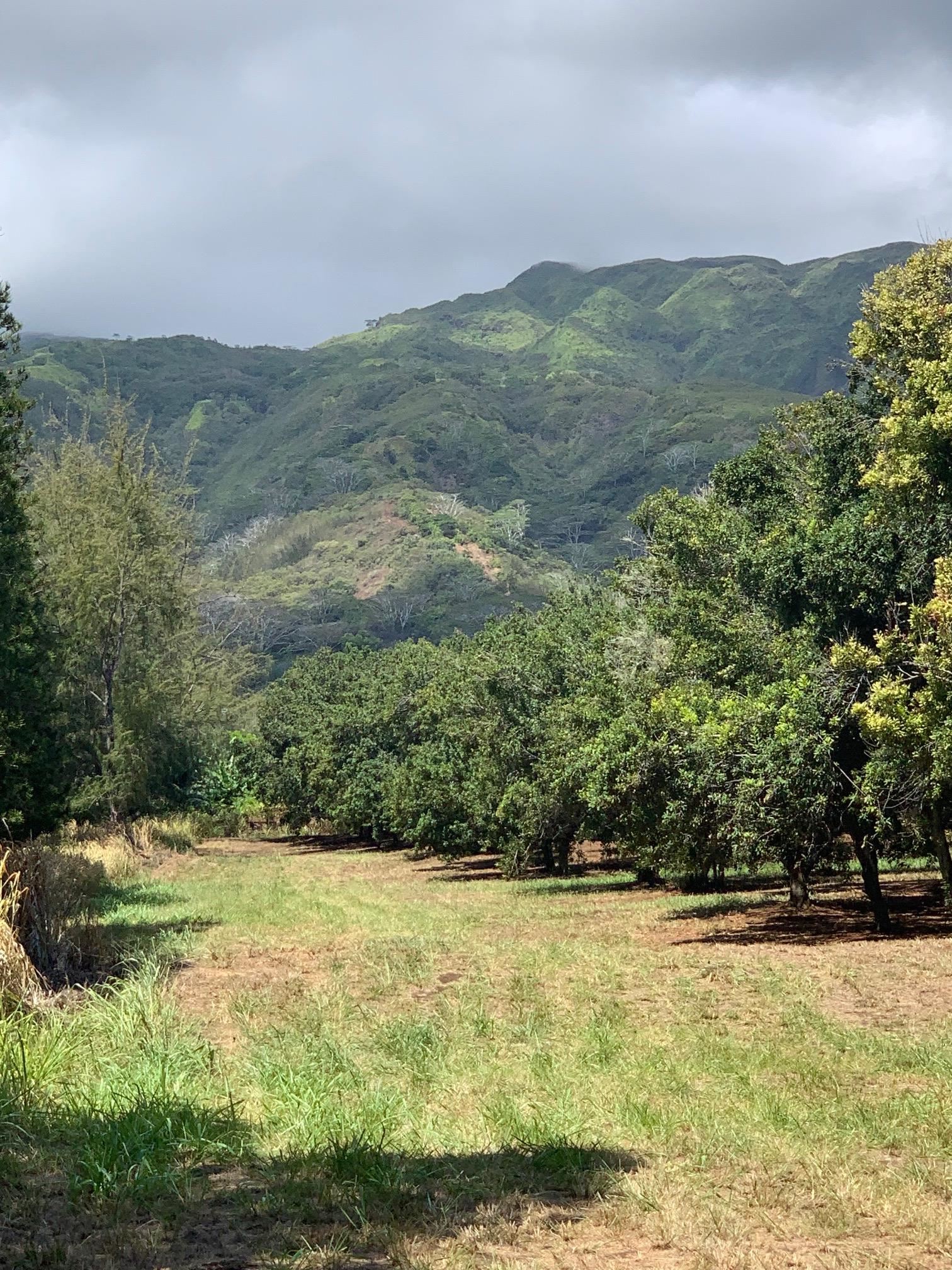 201 Heahea Pl 12 Wailuku, Hi vacant land for sale - photo 5 of 13