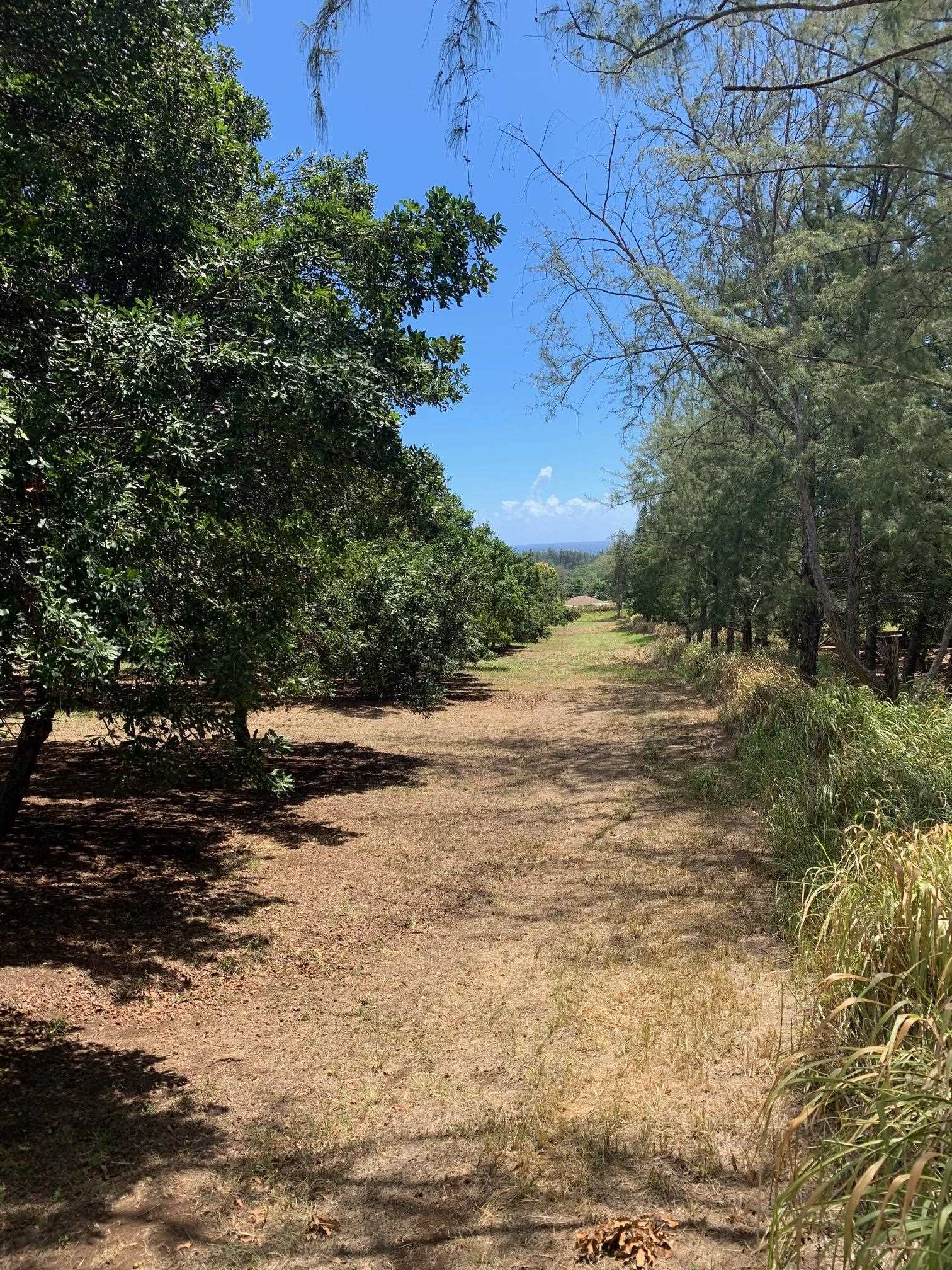 201 Heahea Pl 12 Wailuku, Hi vacant land for sale - photo 6 of 13