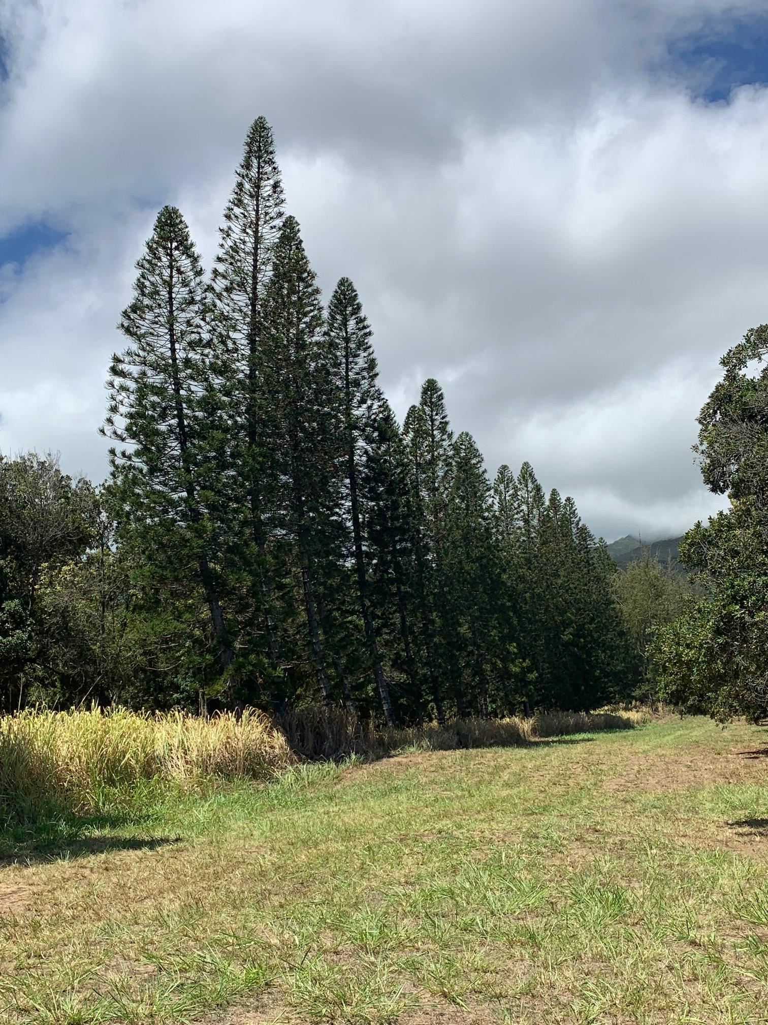 201 Heahea Pl 12 Wailuku, Hi vacant land for sale - photo 8 of 13