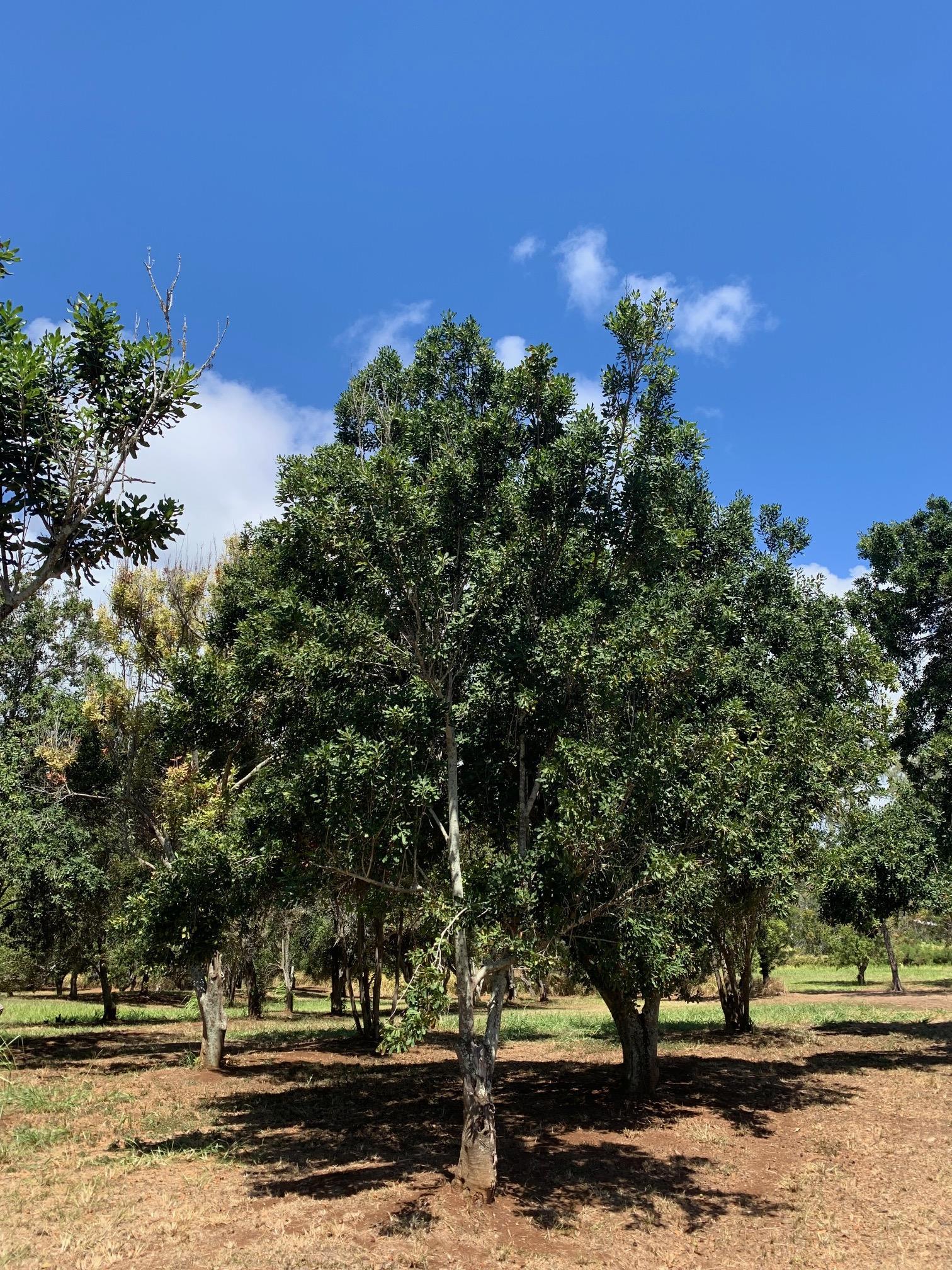 201 Heahea Pl 12 Wailuku, Hi vacant land for sale - photo 9 of 13