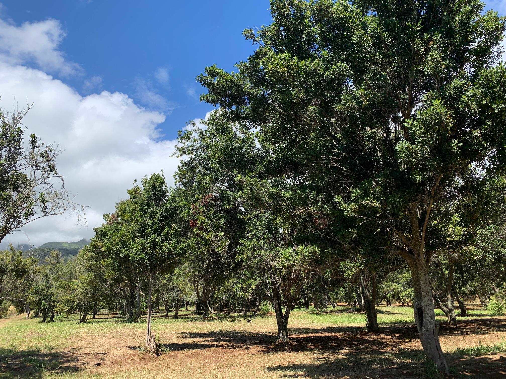 201 Heahea Pl 12 Wailuku, Hi vacant land for sale - photo 10 of 13