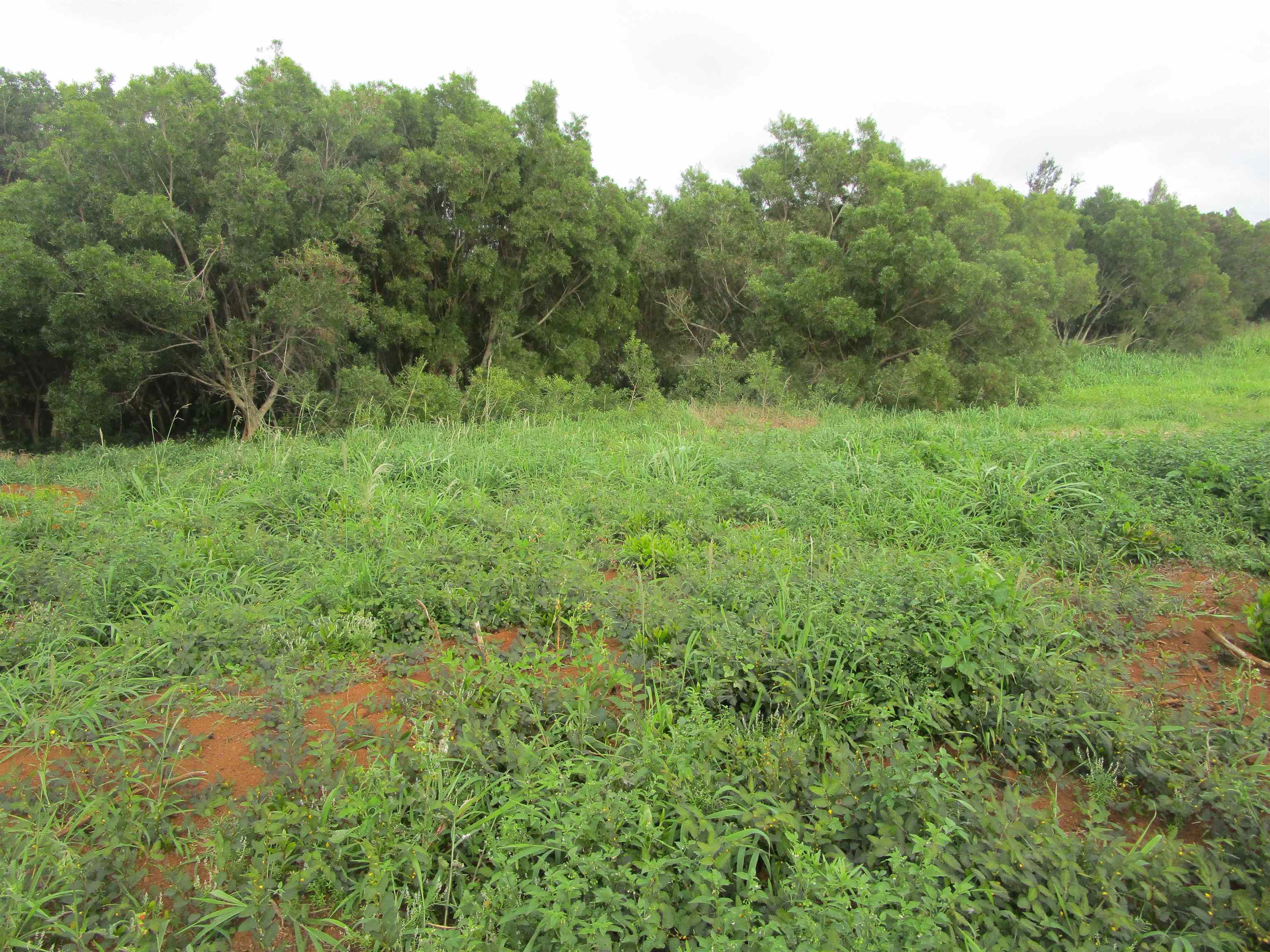 205 Keoawa St Lot 7 Lahaina, Hi vacant land for sale - photo 3 of 13