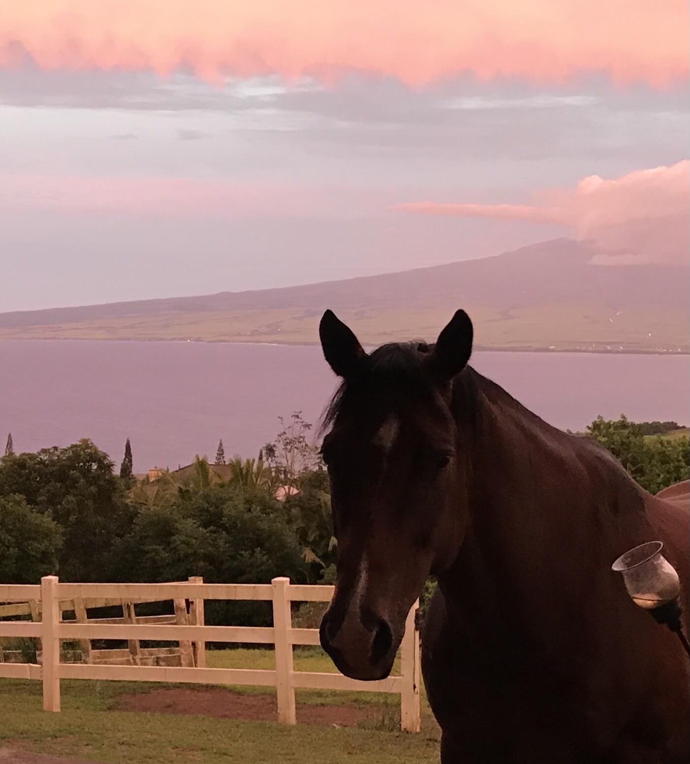 21  Hulumanu Pl Kahakuloa, Wailuku home - photo 41 of 50