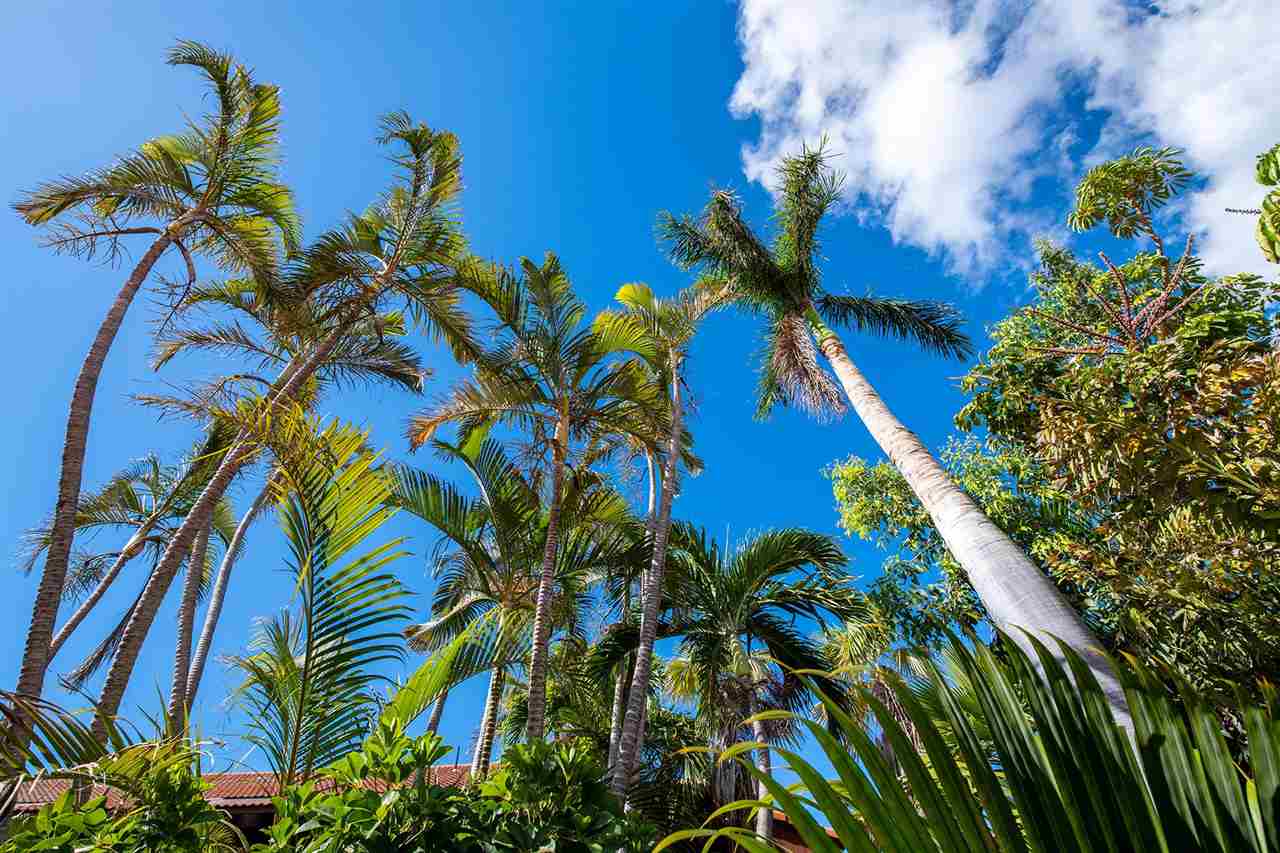 Bay Vista Apts condo # 12, Kihei, Hawaii - photo 17 of 30