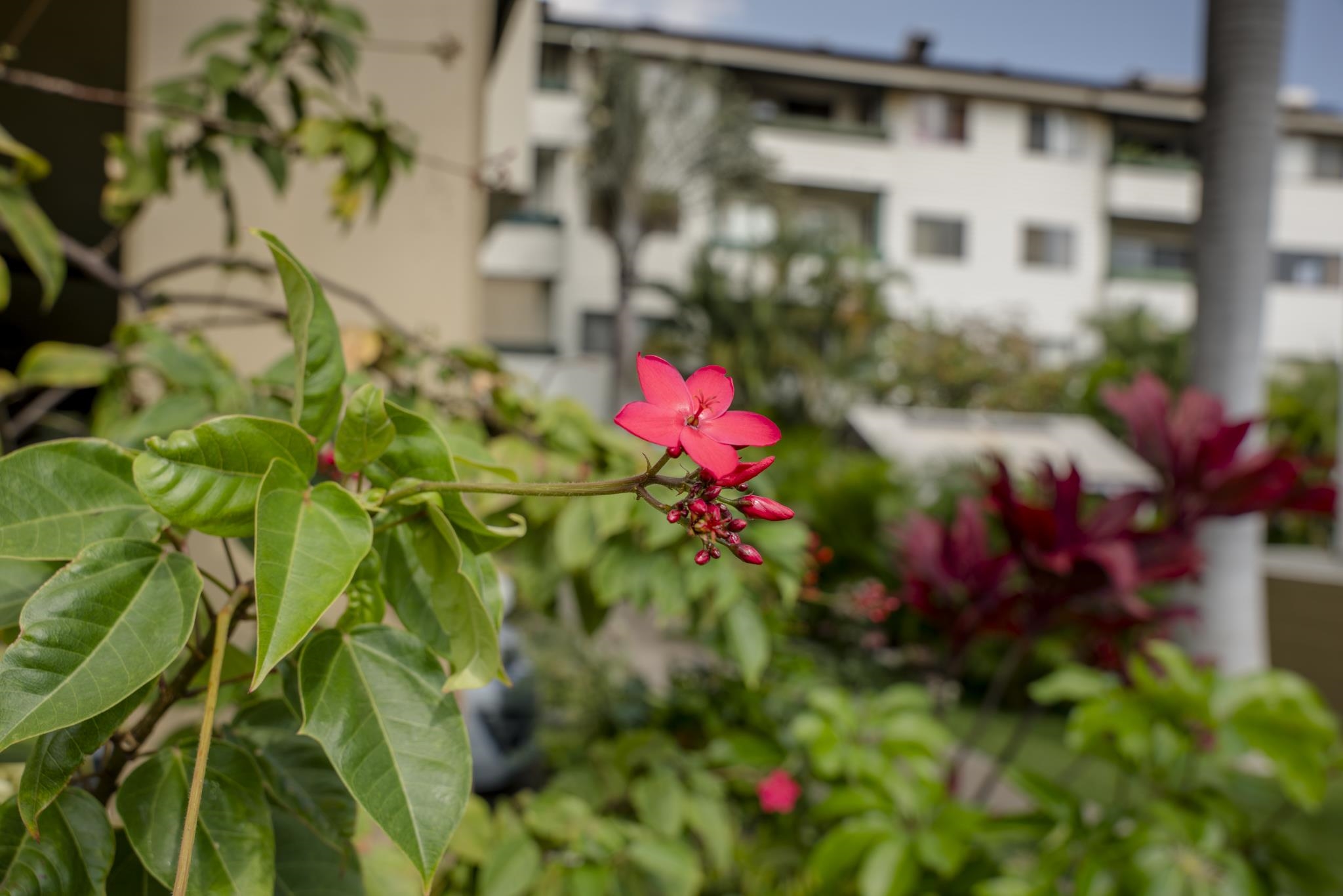 Iao Gardens condo # 105, Wailuku, Hawaii - photo 35 of 35