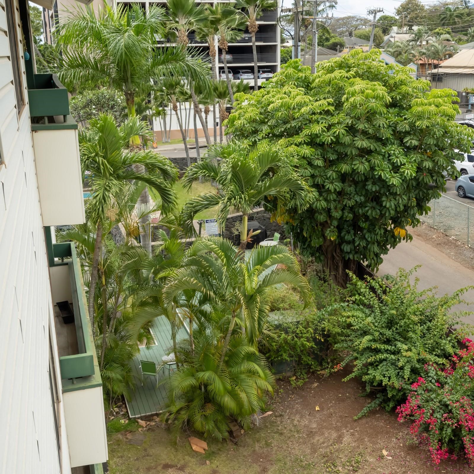 Iao Gardens condo # 308, Wailuku, Hawaii - photo 17 of 18