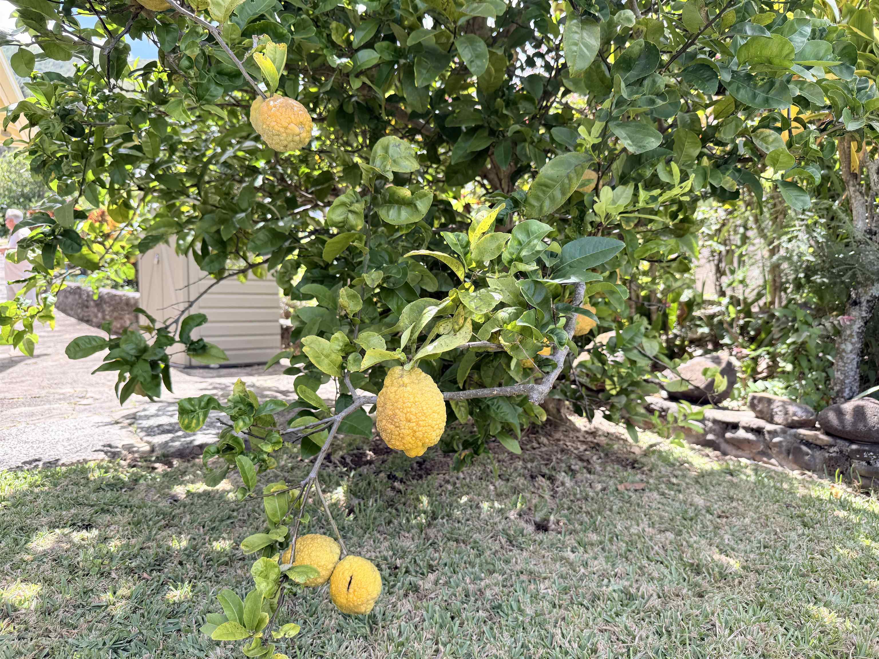 219  Ekoa Pl Wailuku Heights, Wailuku home - photo 48 of 50