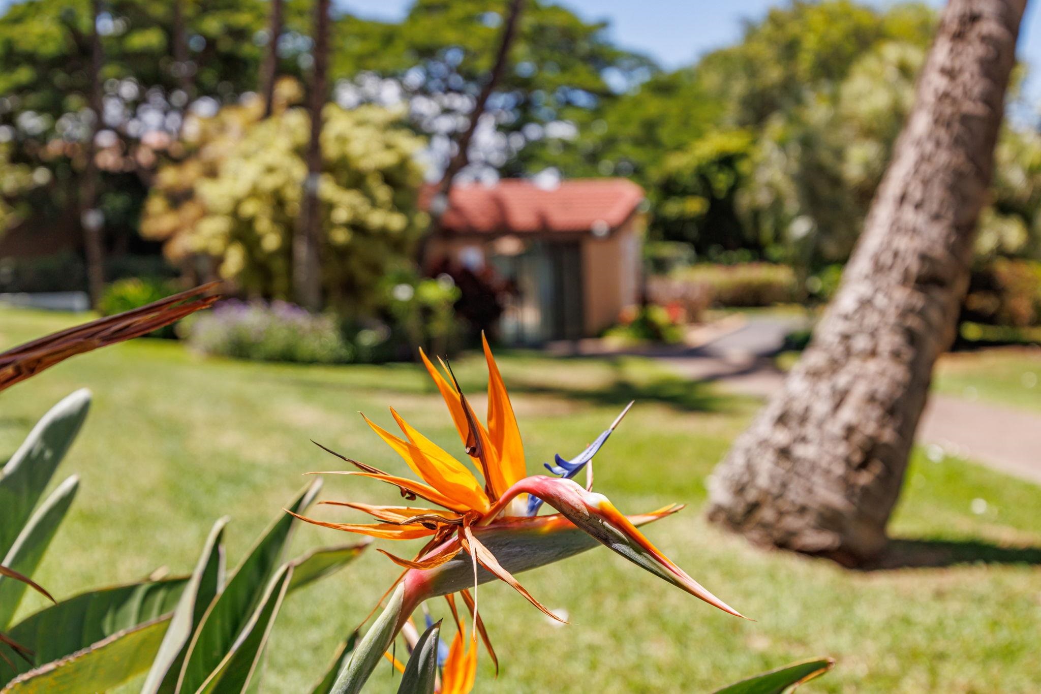 Maui Vista condo # 1118, Kihei, Hawaii - photo 31 of 40