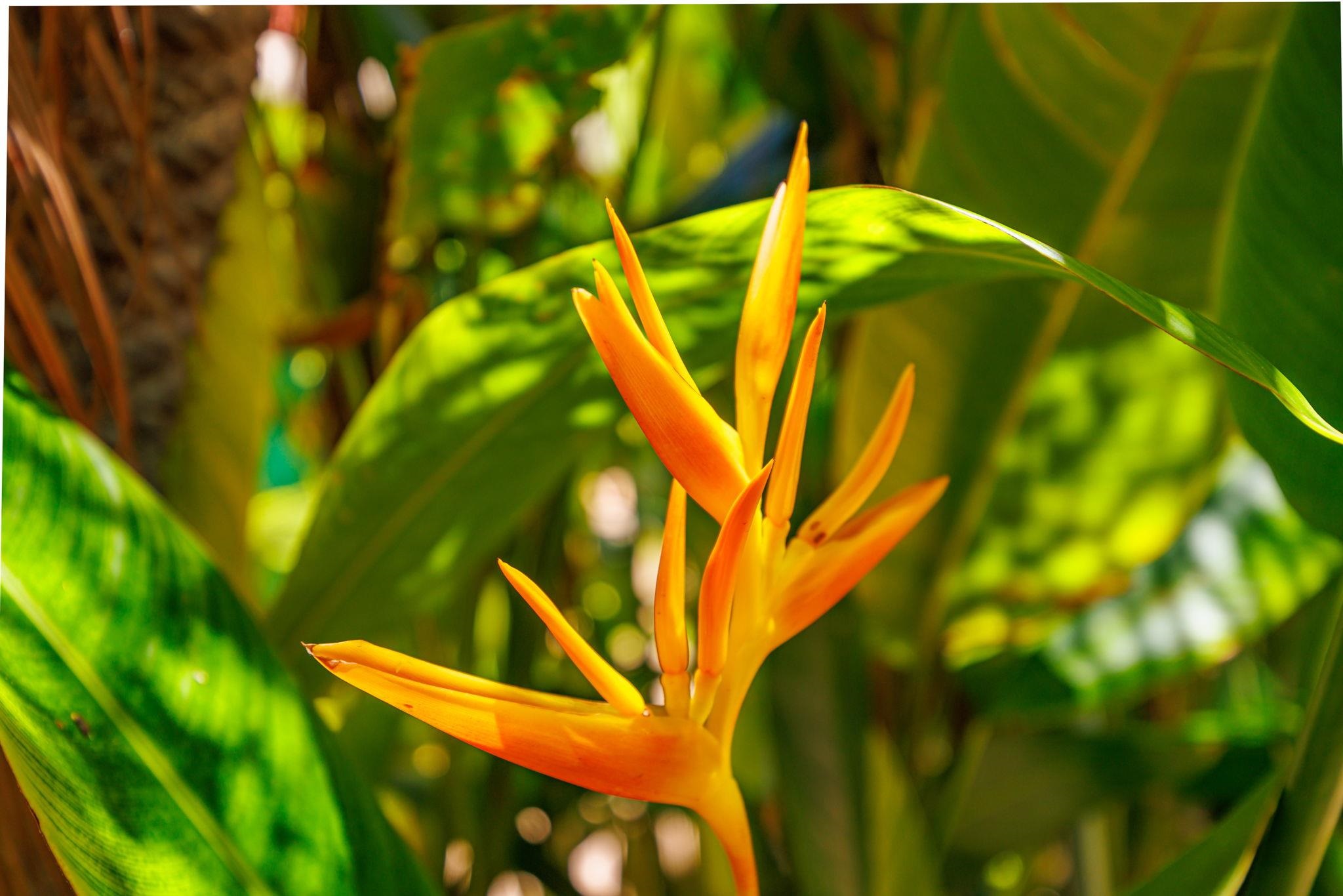 Maui Vista condo # 1118, Kihei, Hawaii - photo 32 of 40