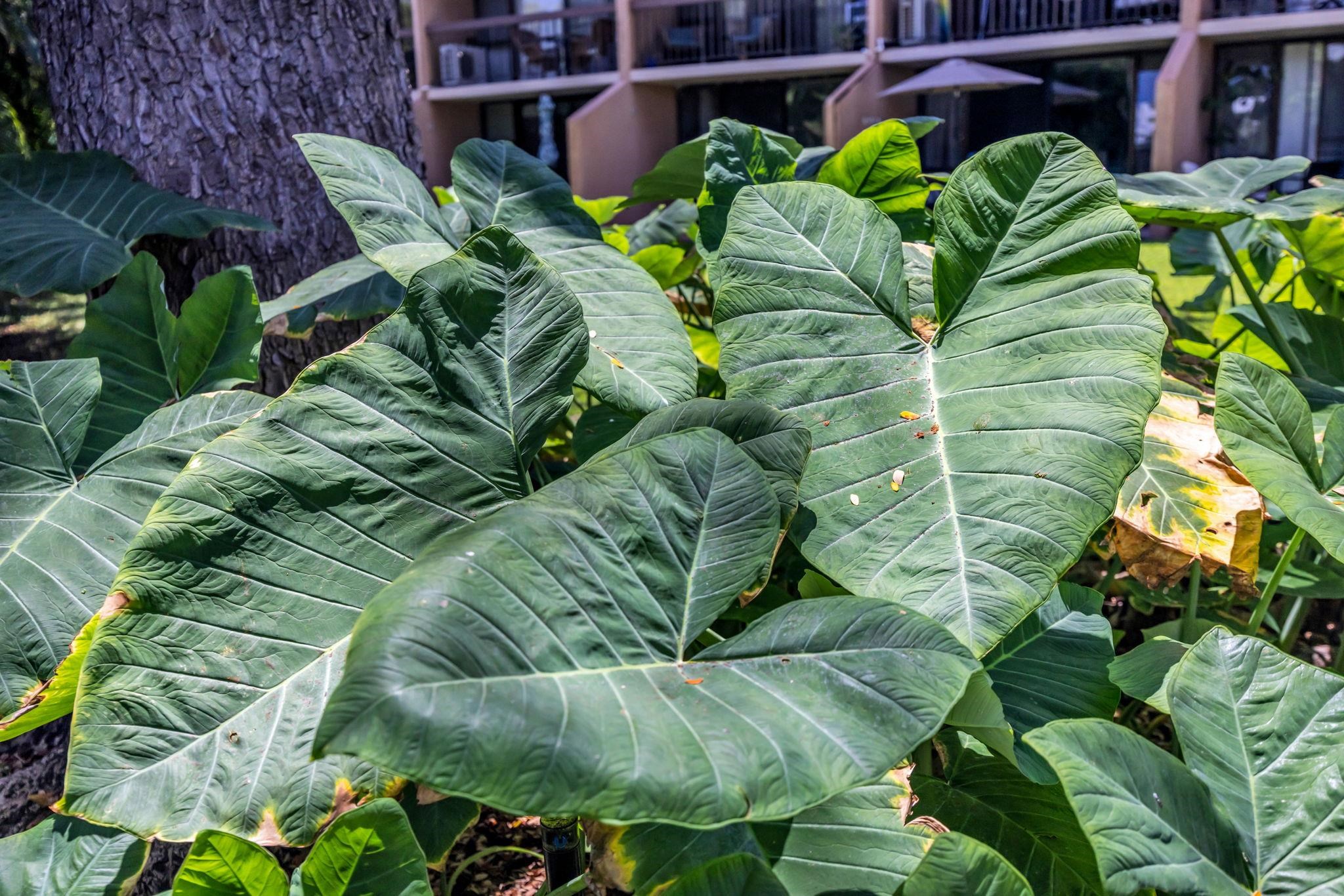 Maui Vista condo # 2216, Kihei, Hawaii - photo 24 of 25