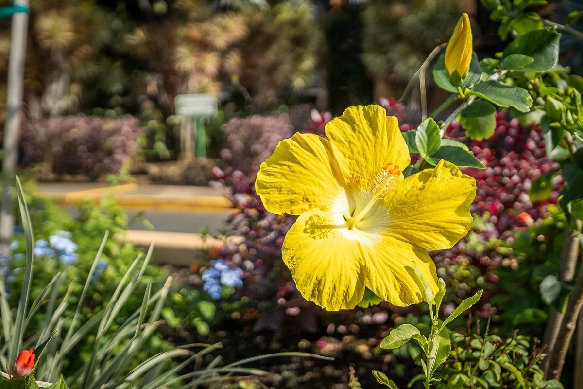 Maui Vista condo # 3106, Kihei, Hawaii - photo 25 of 31