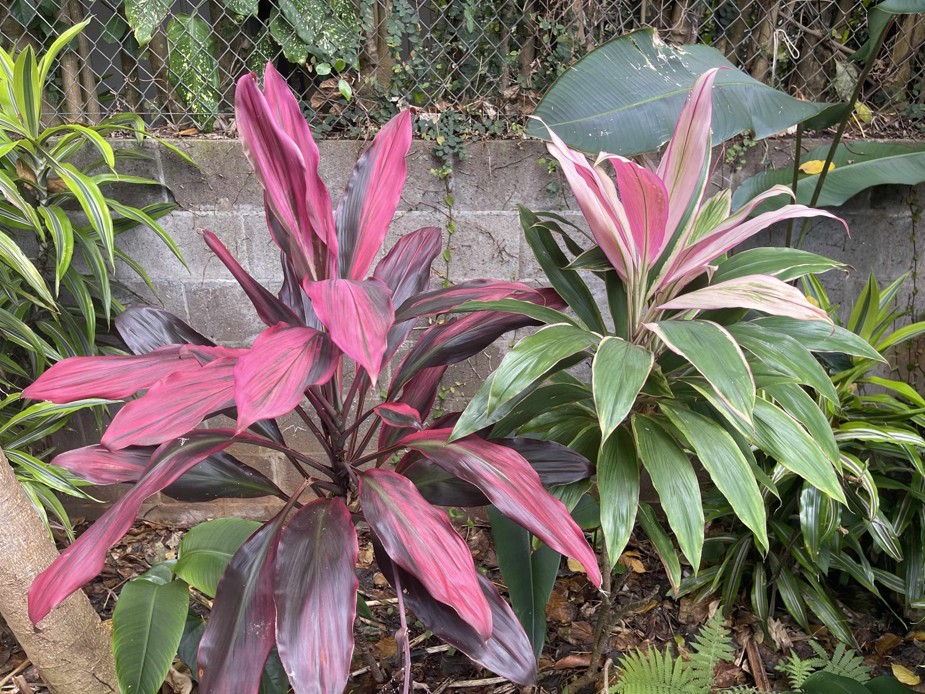 22  Hale Lio Pl Hale Lio Place, Haiku home - photo 43 of 50