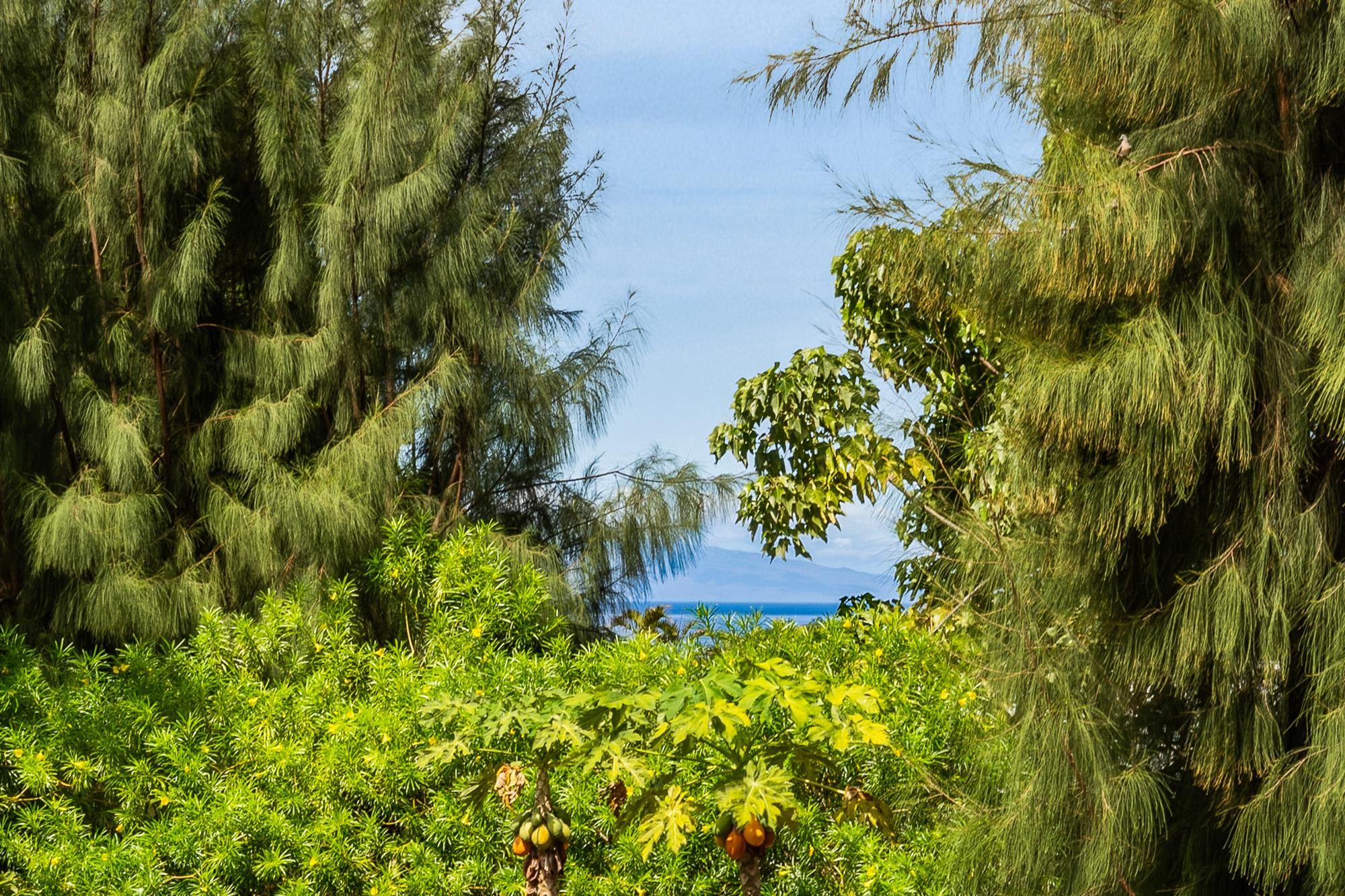 221  Mahie Pl Kilohana, Kihei home - photo 47 of 47