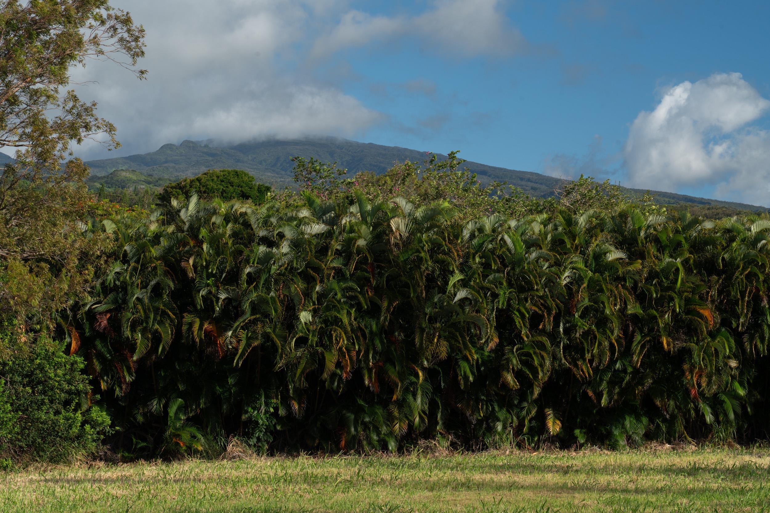 221 Plantation Club Dr  Lahaina, Hi vacant land for sale - photo 11 of 35