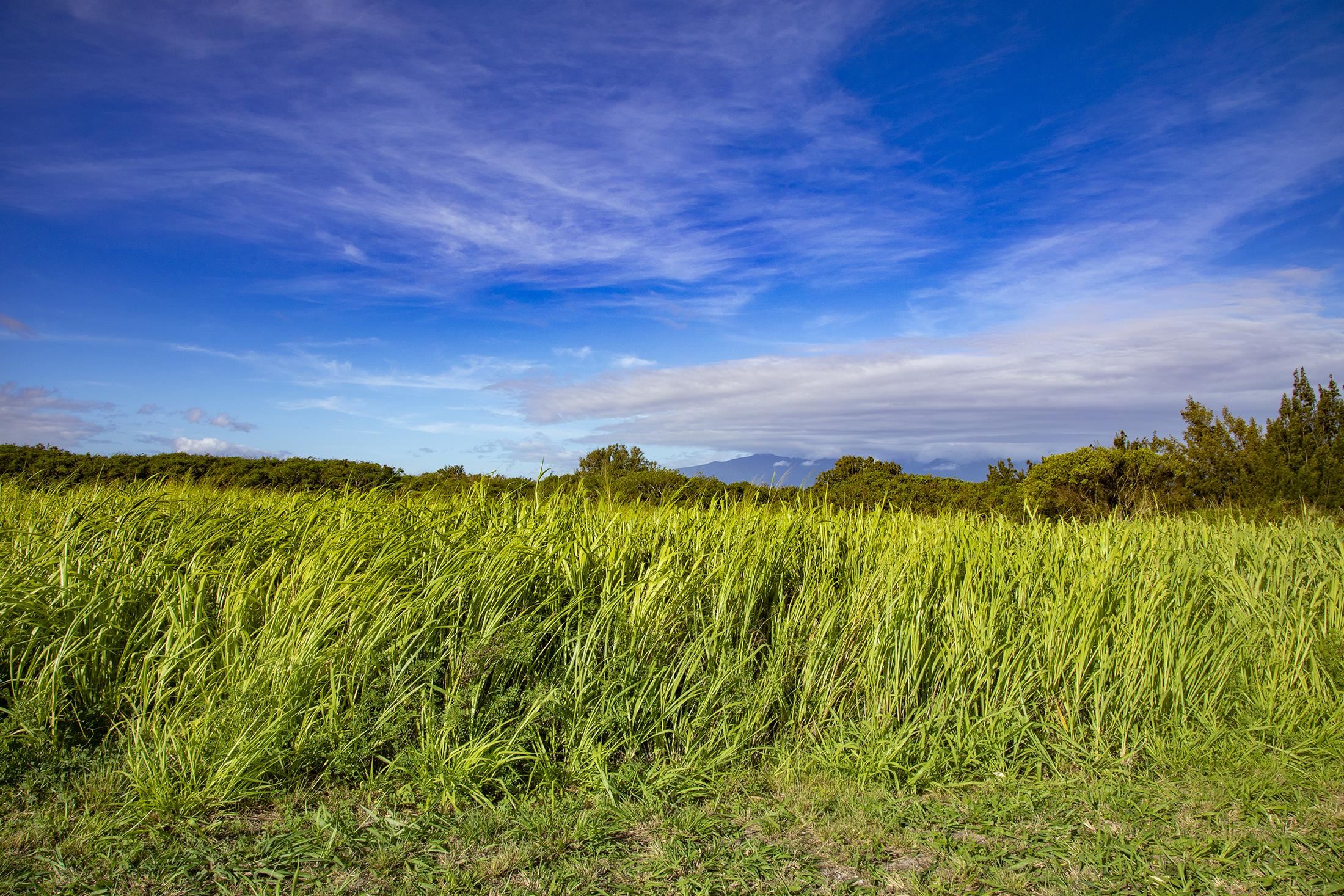 2233 Hana Hwy Hwy  Haiku, Hi vacant land for sale - photo 5 of 15