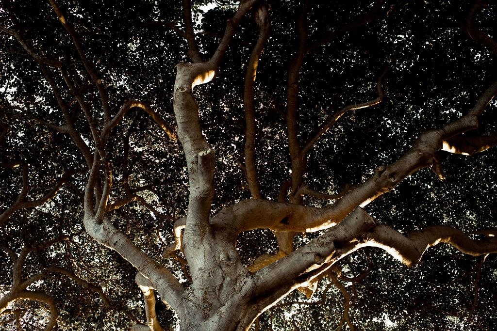 23  Nalu Pl Paia Town, Spreckelsville/Paia/Kuau home - photo 46 of 48