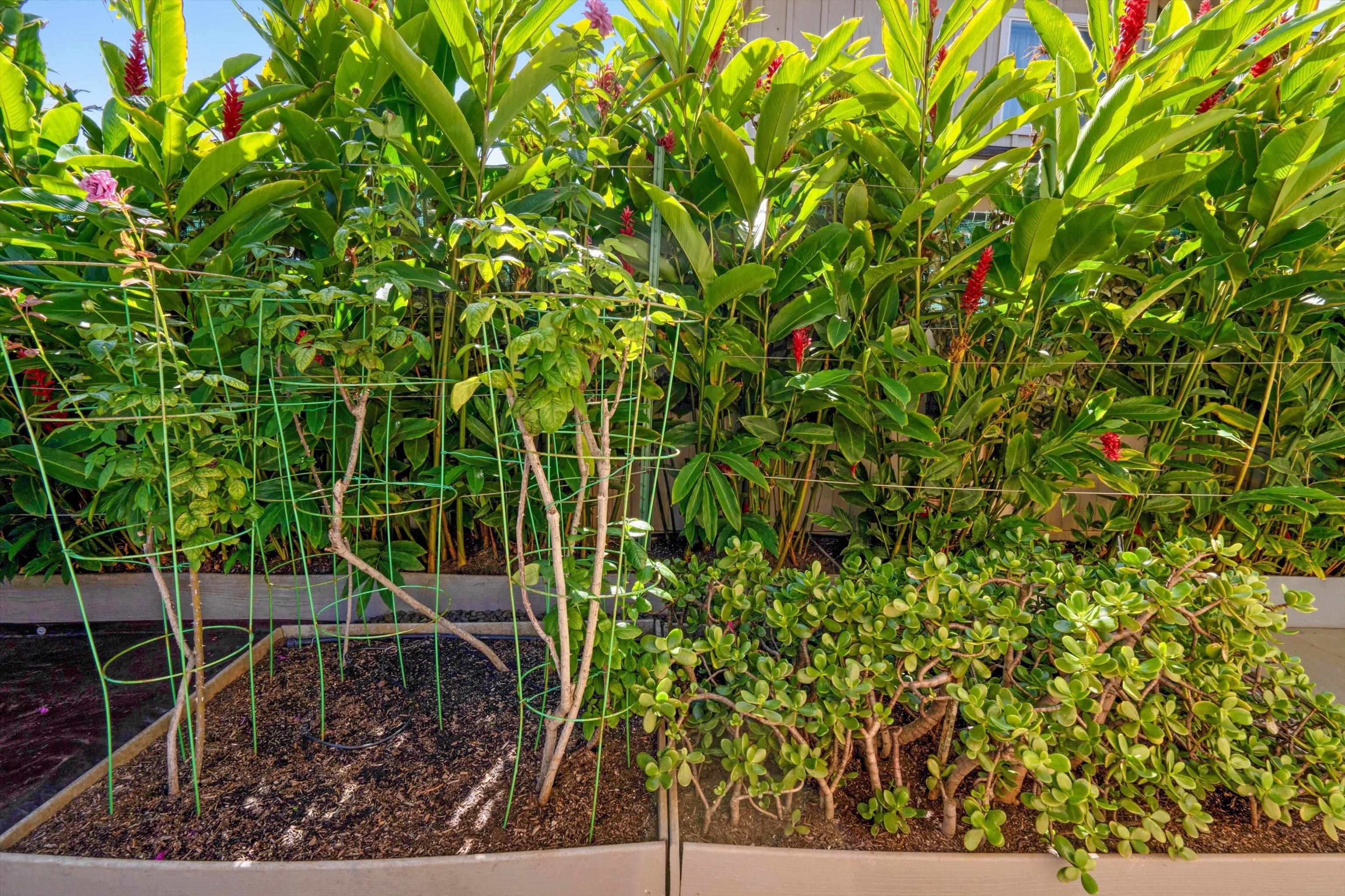 Milo Court at Kehalani condo # 44, Wailuku, Hawaii - photo 14 of 44
